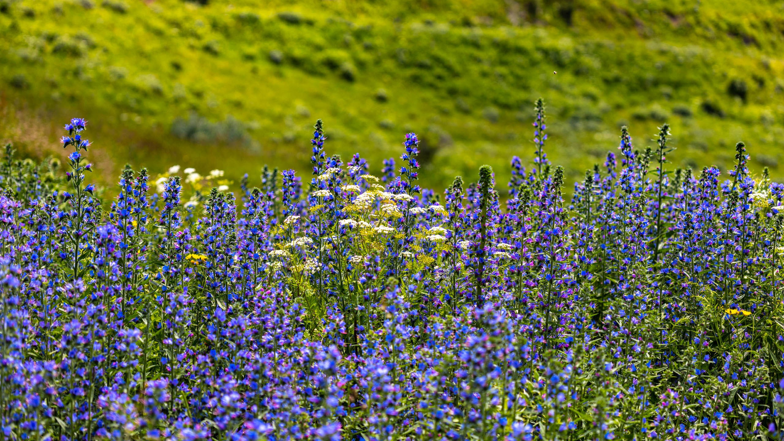 2023 07 Осетия, Ингушетия. Фотографии