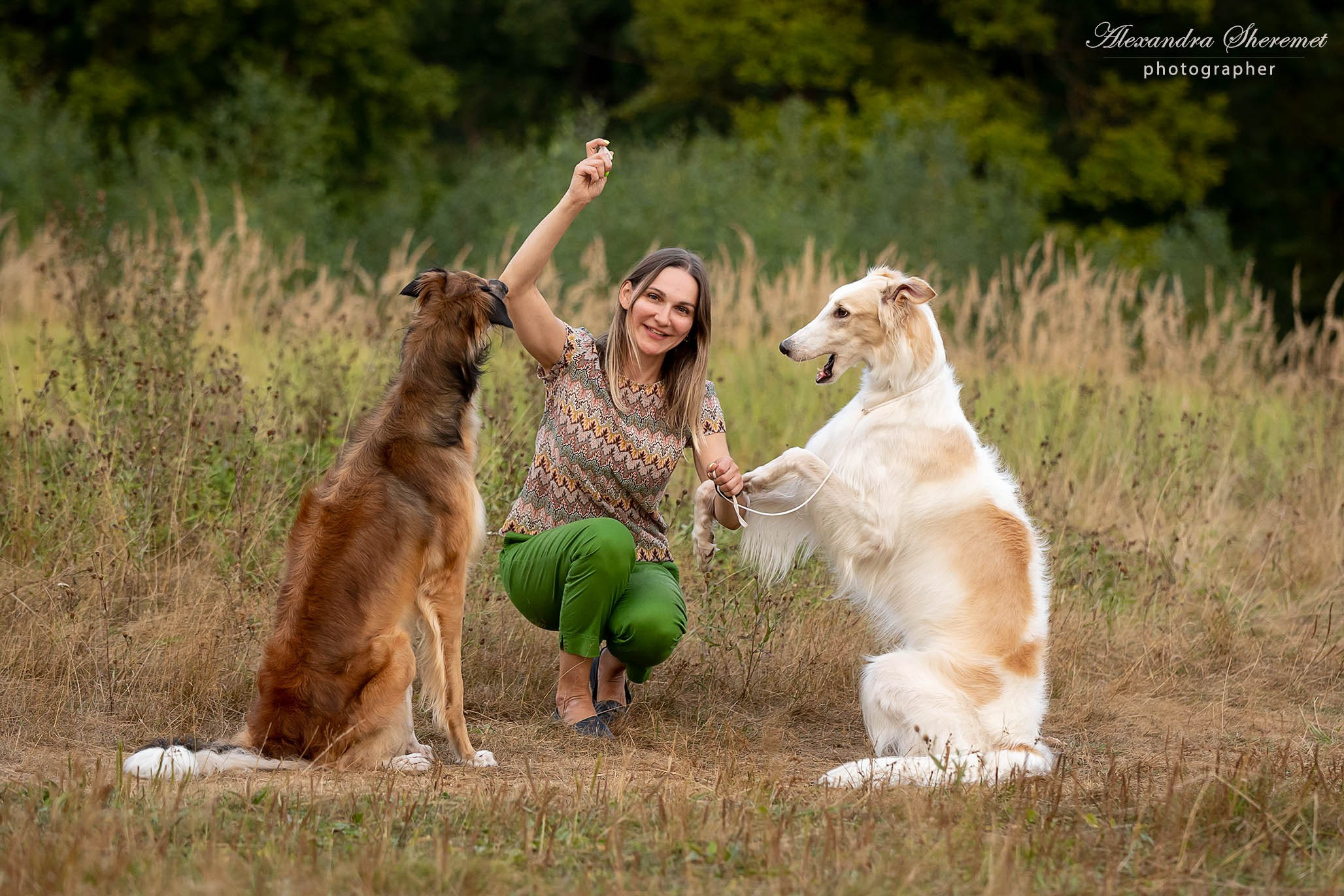 Борзые. Фотограф-анималист Александра Шеремет