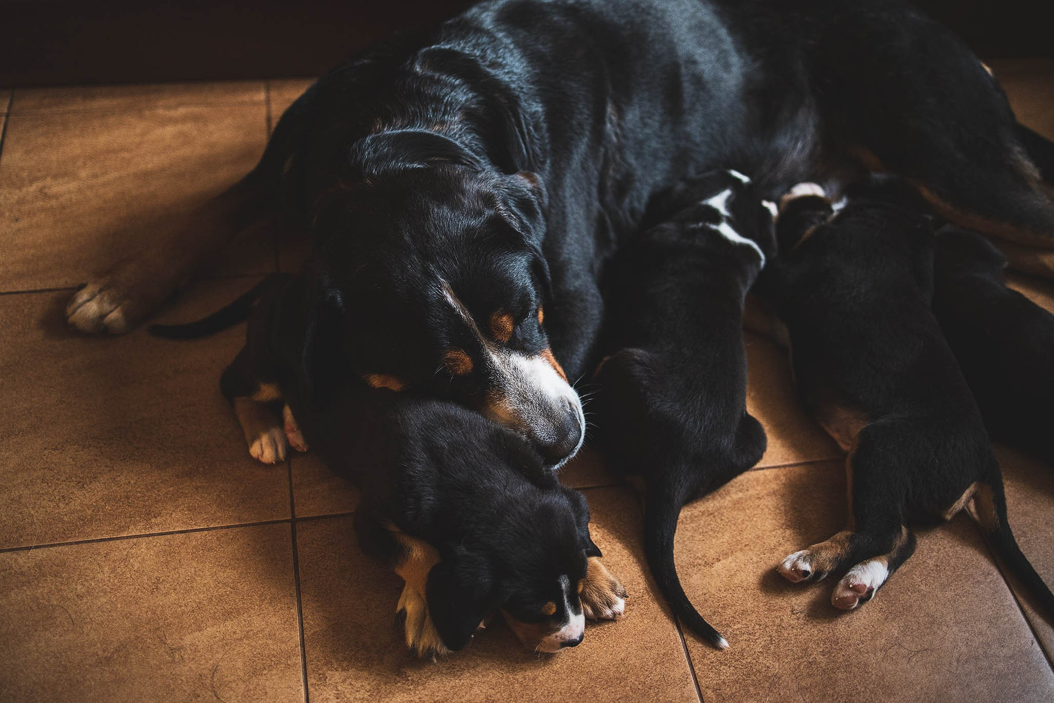 Гроссики. Фотограф-анималист Александра Шеремет