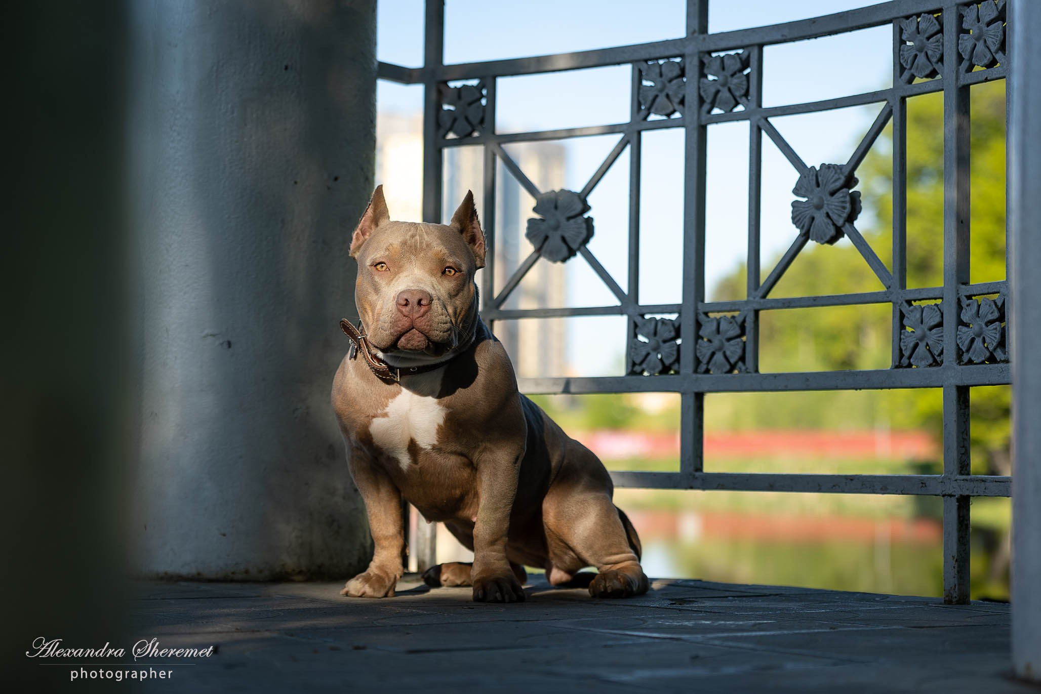 Булли. Фотограф-анималист Александра Шеремет