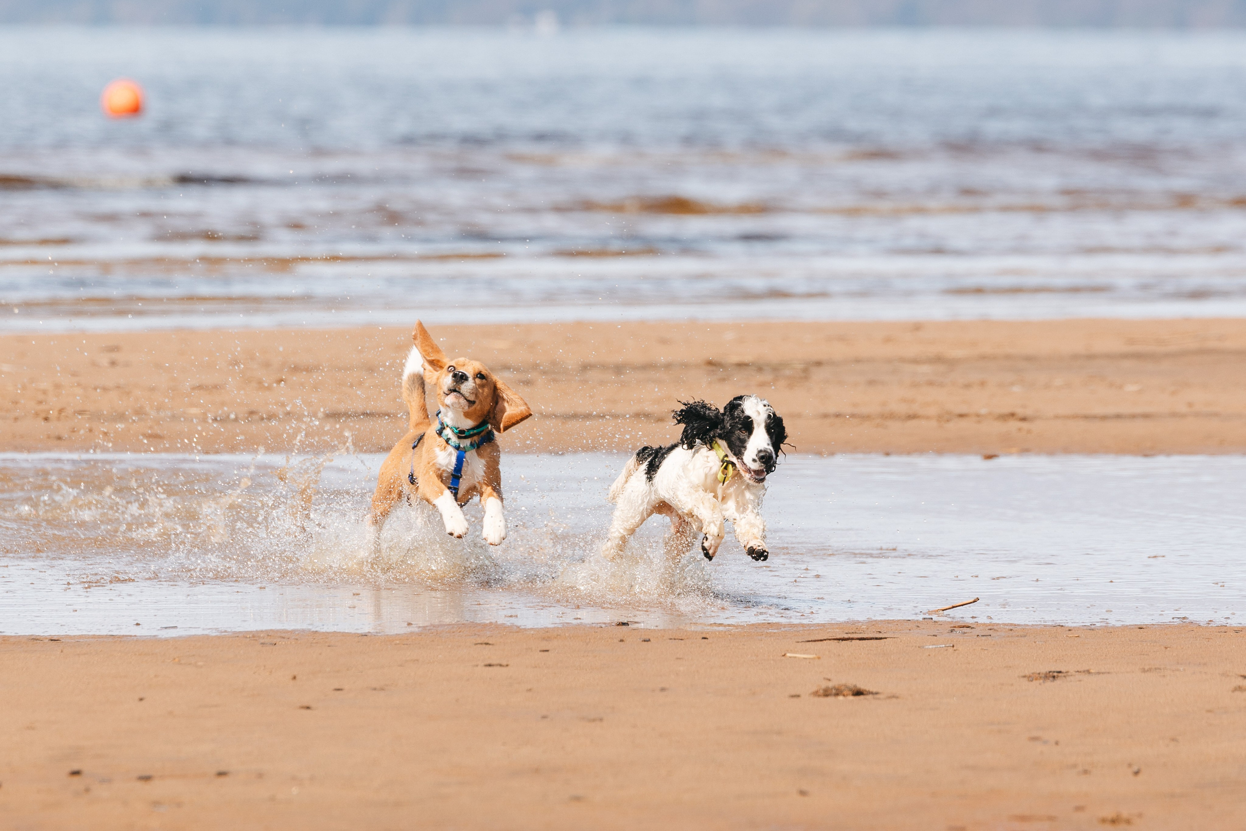 Спанимания. Фотограф анималист Осипчикова Мария