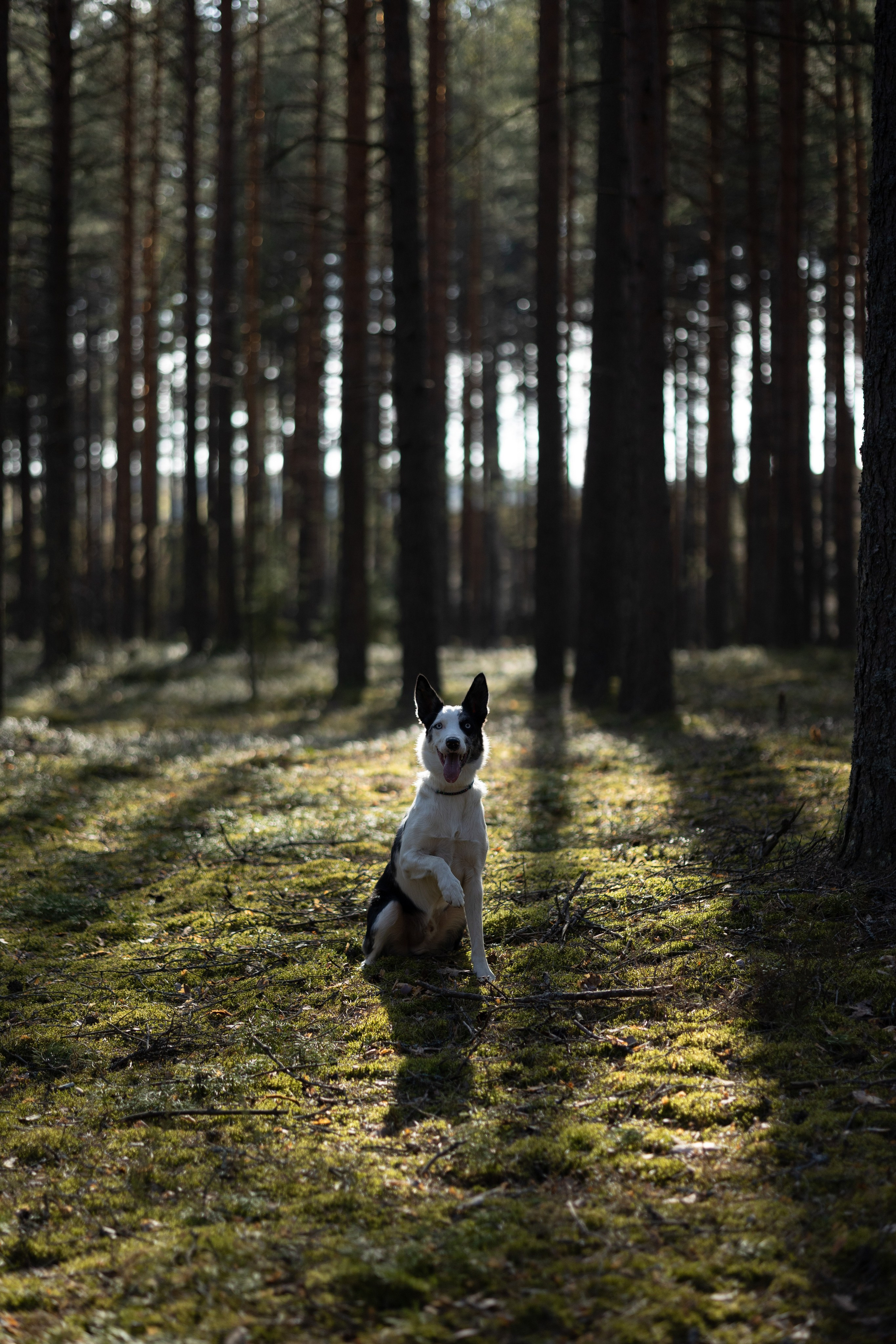 Ваши фотографии. Фотограф анималист Осипчикова Мария