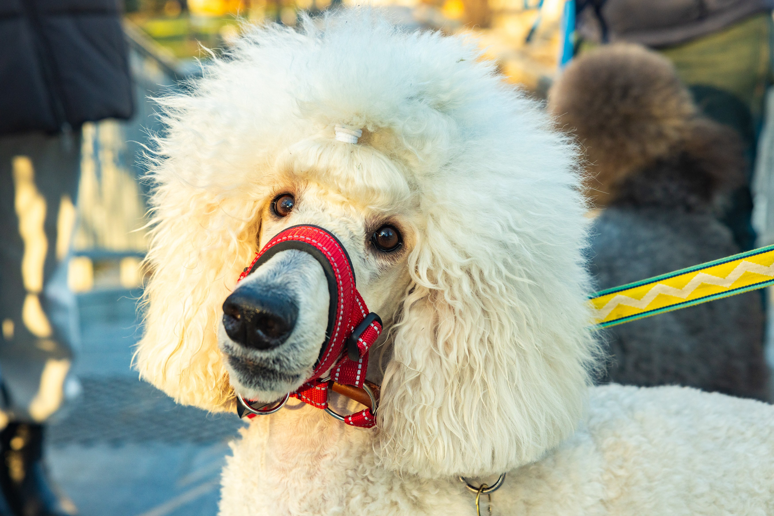 Клуб грумеров (прогулка и семинары). Виктория Зудина — фотограф в Москве