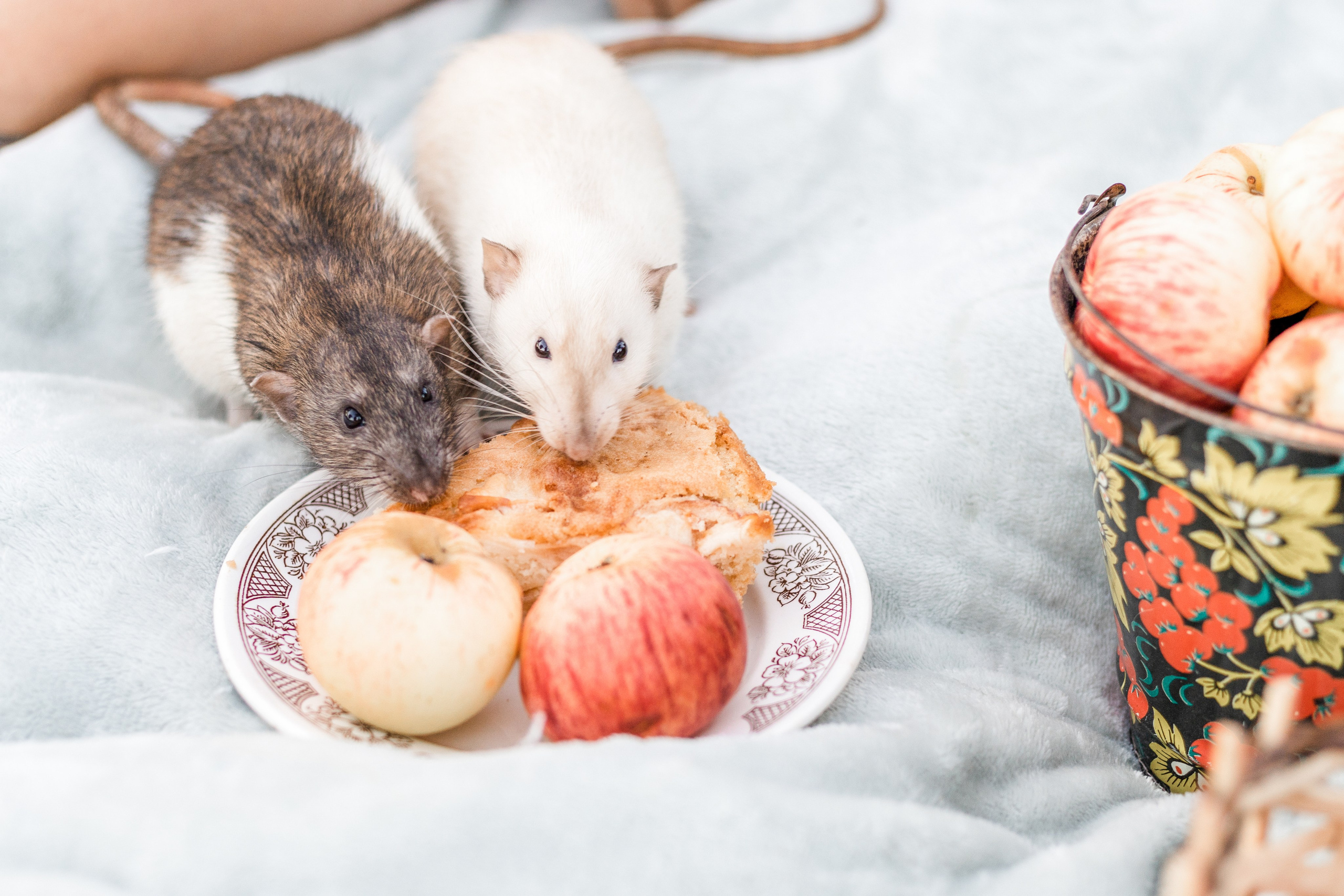 Наташа и её мальчики. Портфолио