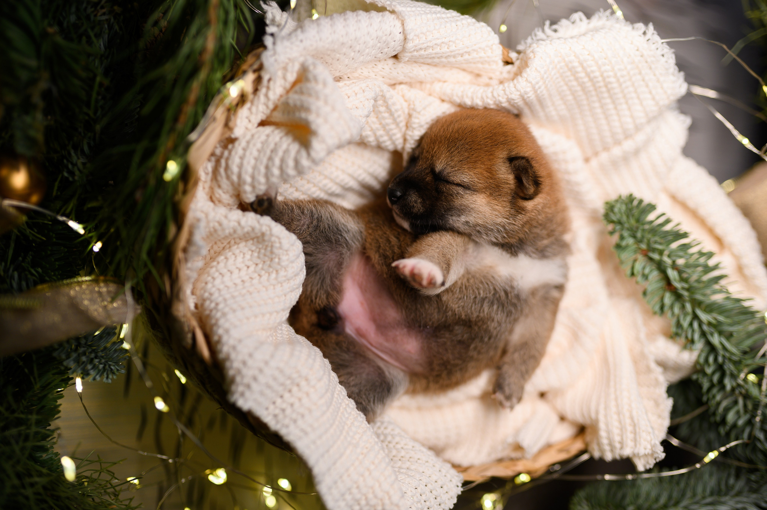 Мамесиба. Фотограф анималист в Москве Ольга Агушева
