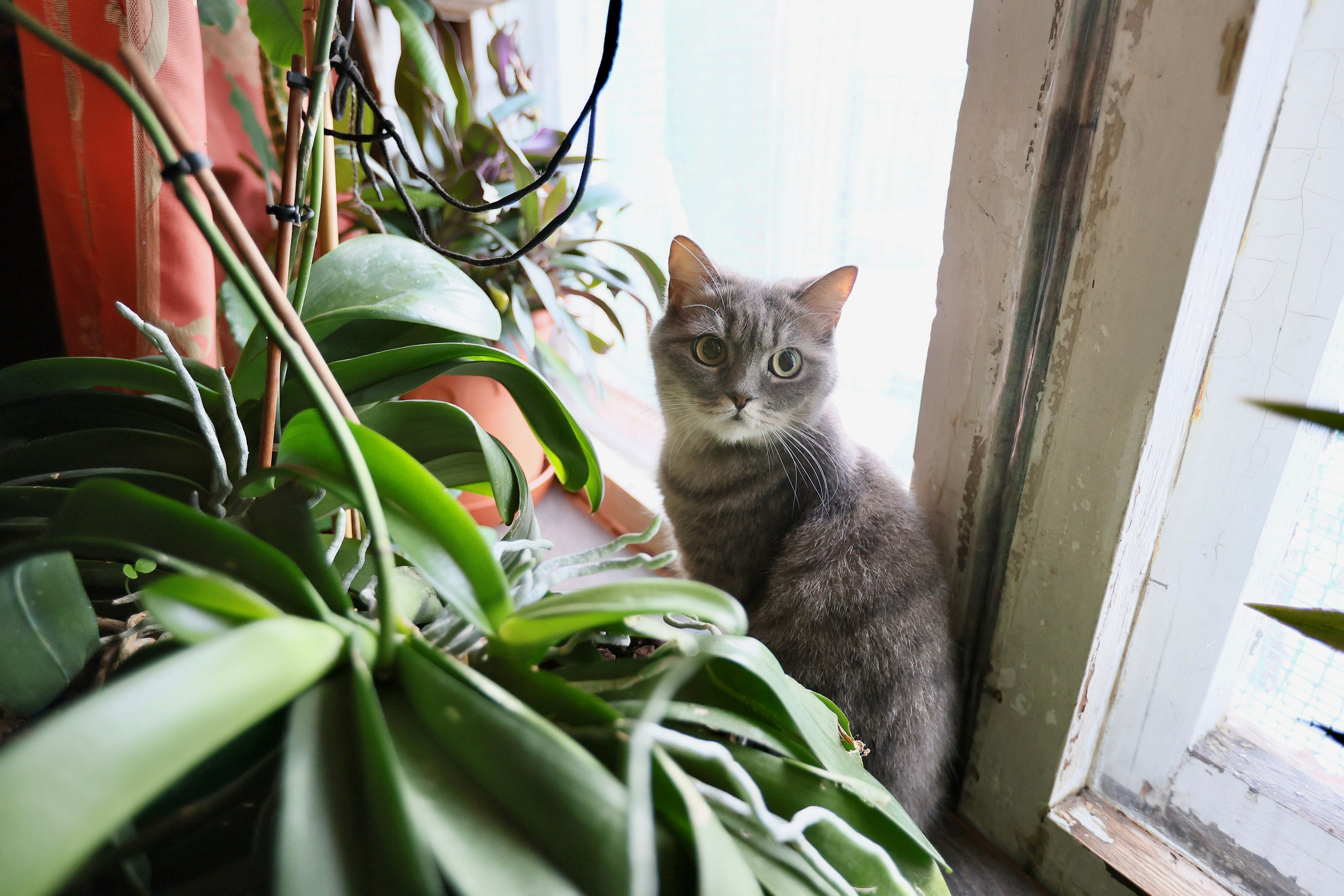 Людмила Владимировна. Хозяйка маленького дома в окружении многоэтажек. Репортажный фотограф Наталья Лапцевич