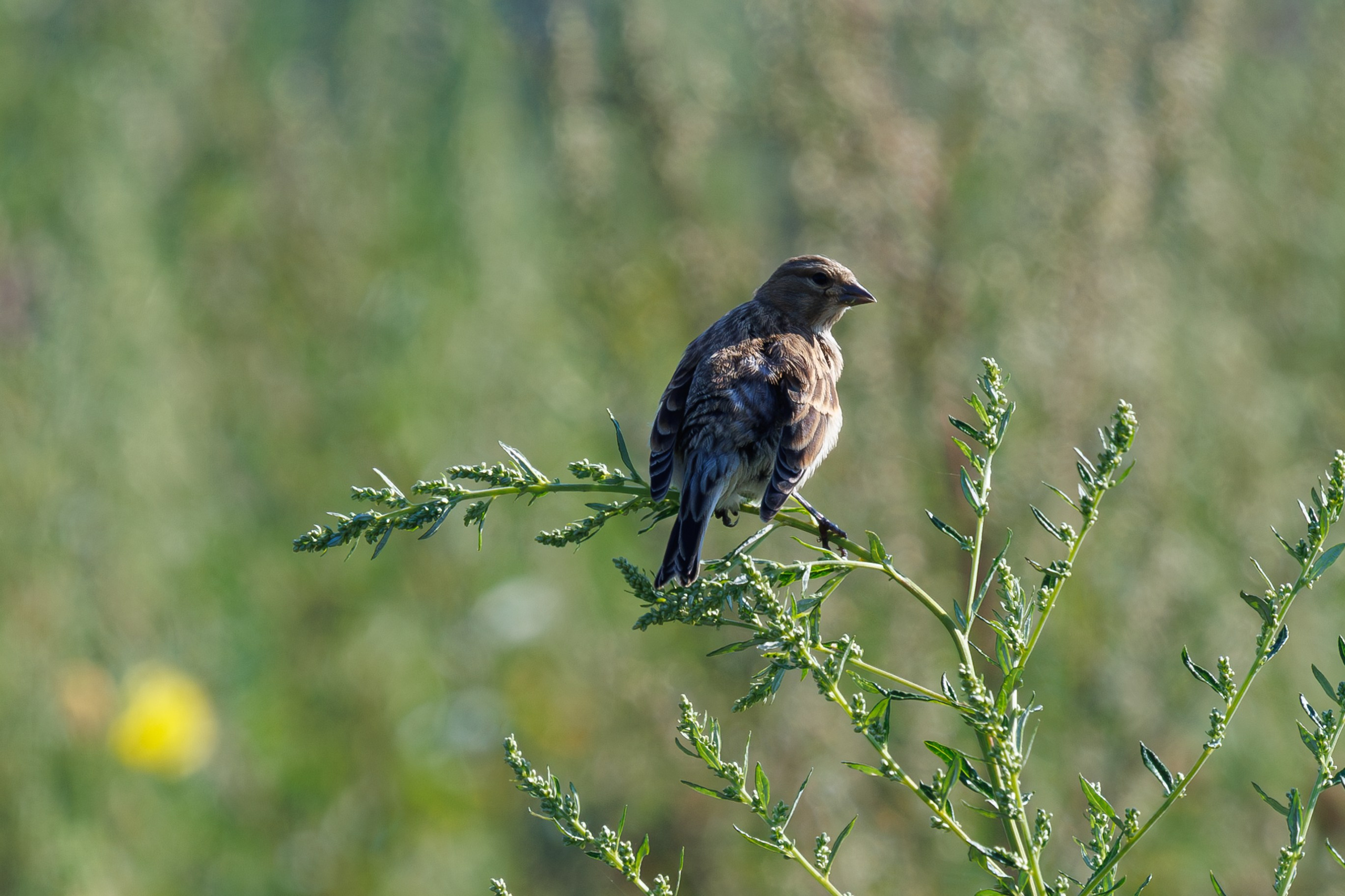 Птицы Москворецкого пойменного заказника. Птицы парков г. Люберцы