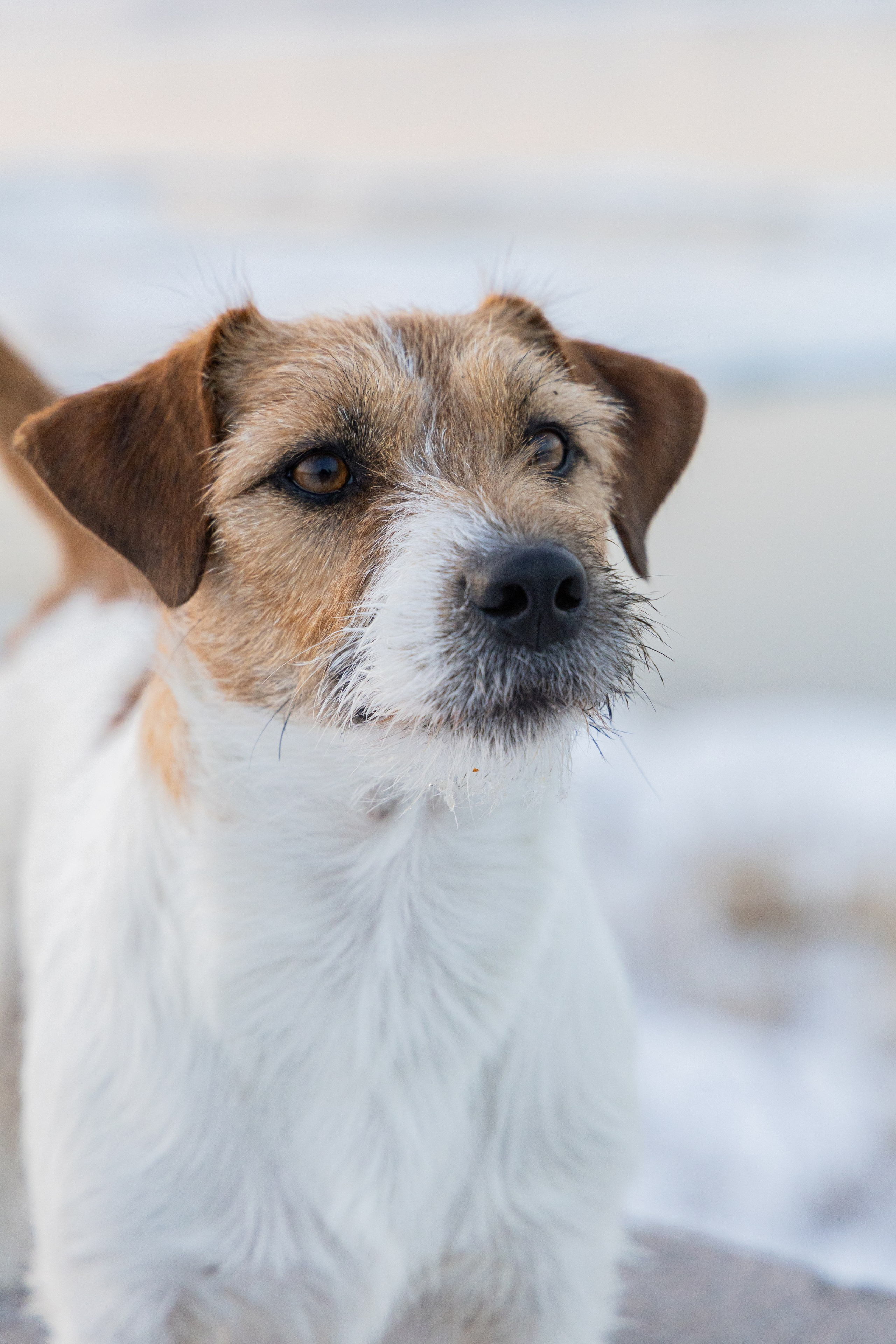 Фотосъёмка животных. Профессиональная коммерческая, промышленная и репортажная фотосъёмка для бизнеса