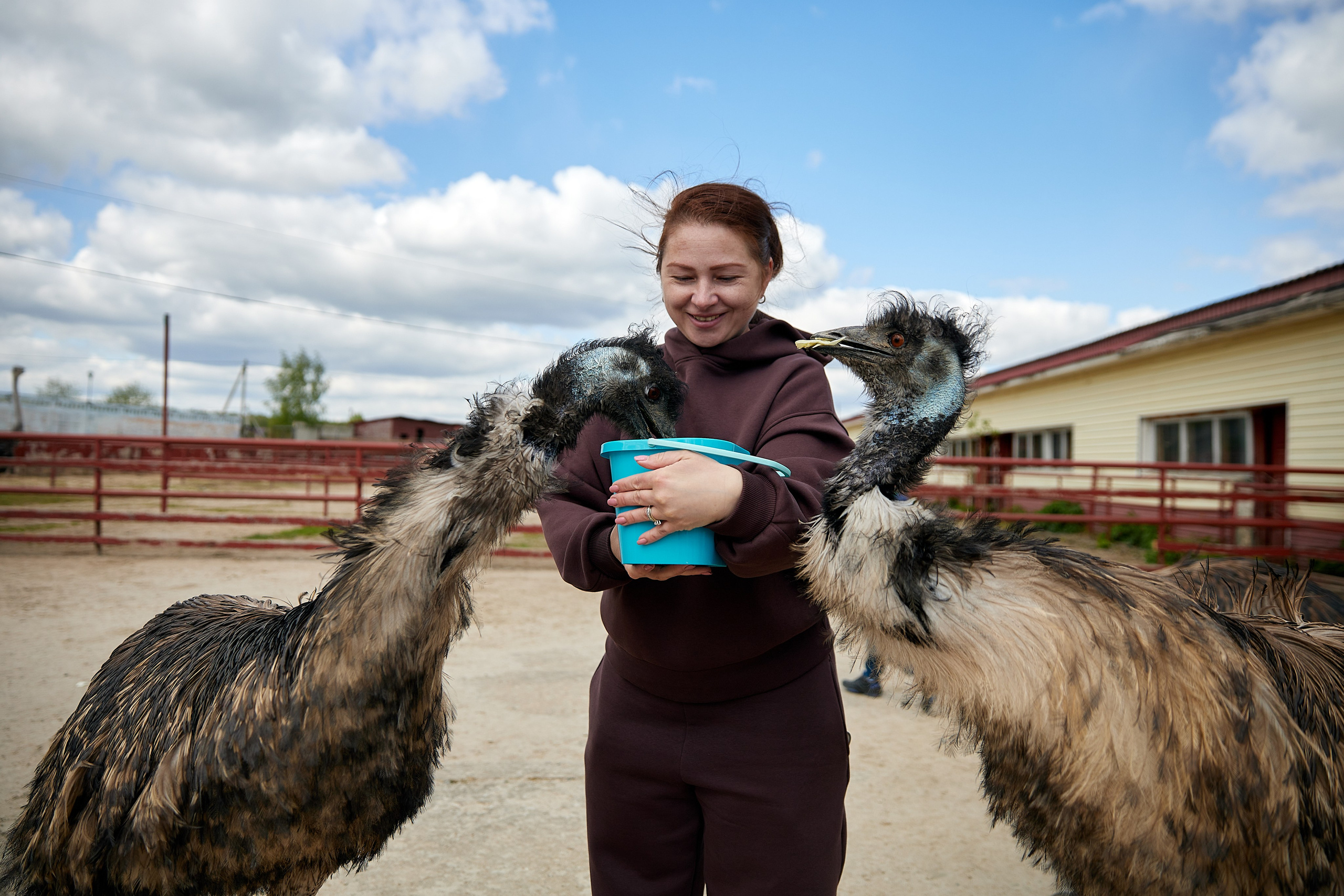 На ферме. Главная