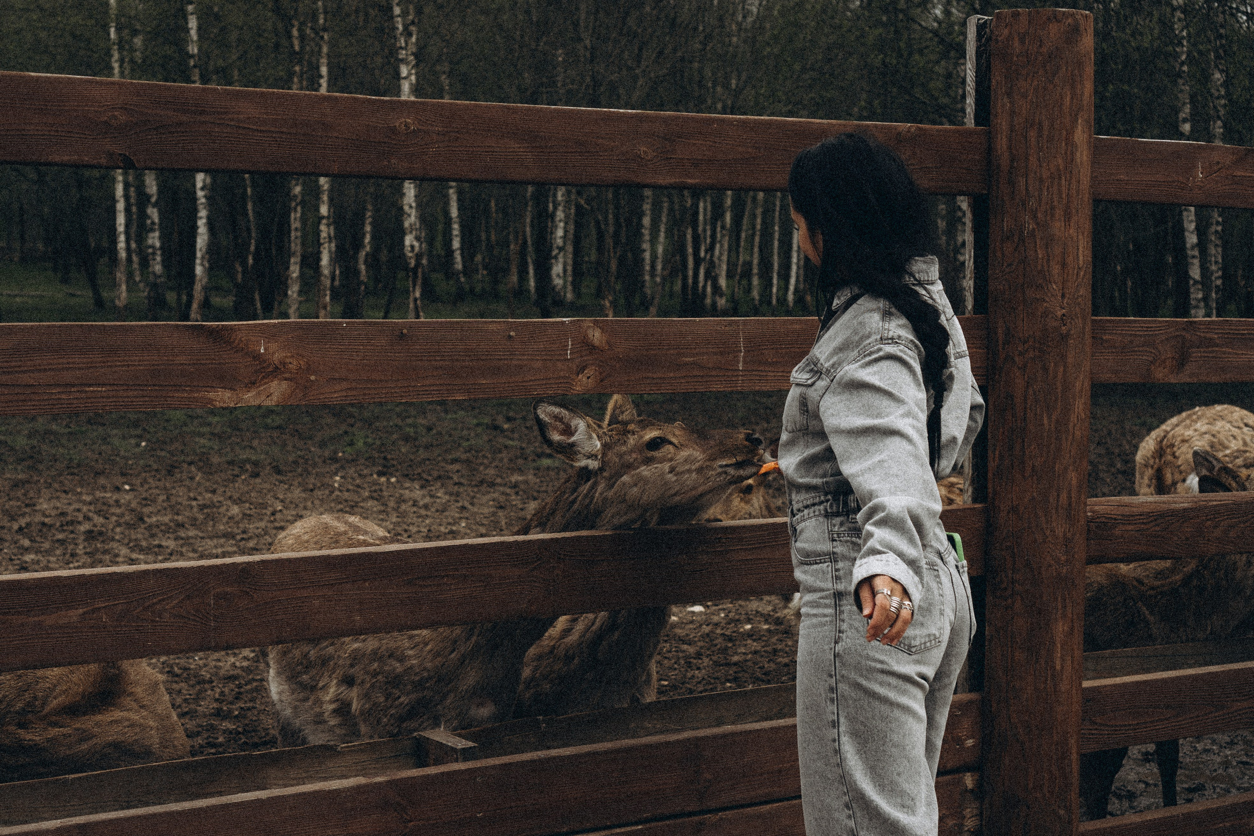 ОЛЕНЬЯ ФЕРМА В ТВЕРИ. Профессиональный фотограф, Санкт-Петербург — Виктория Богомолова