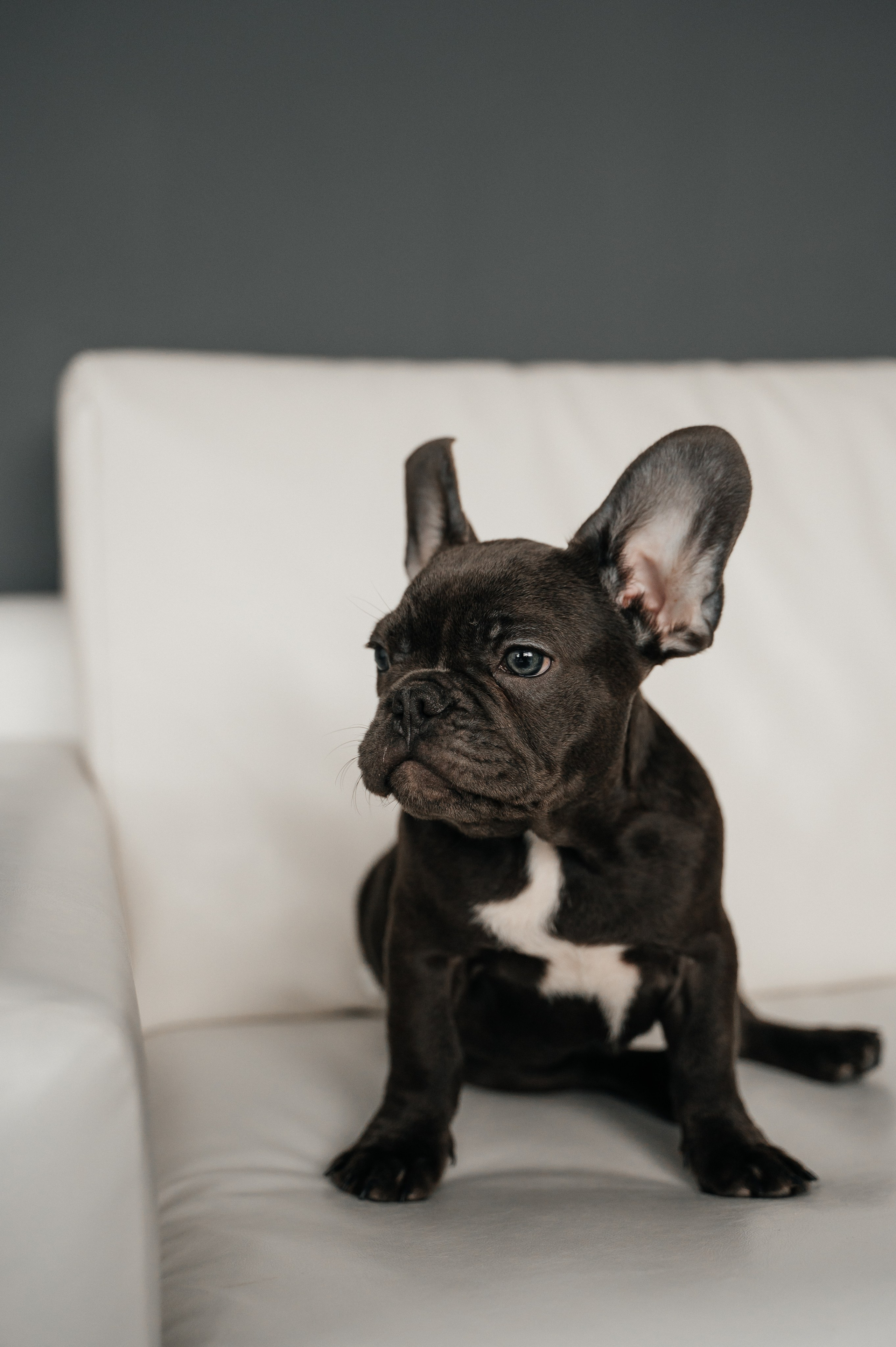 Юля и Гранд. Свадебный и семейный фотограф в городе Смоленске