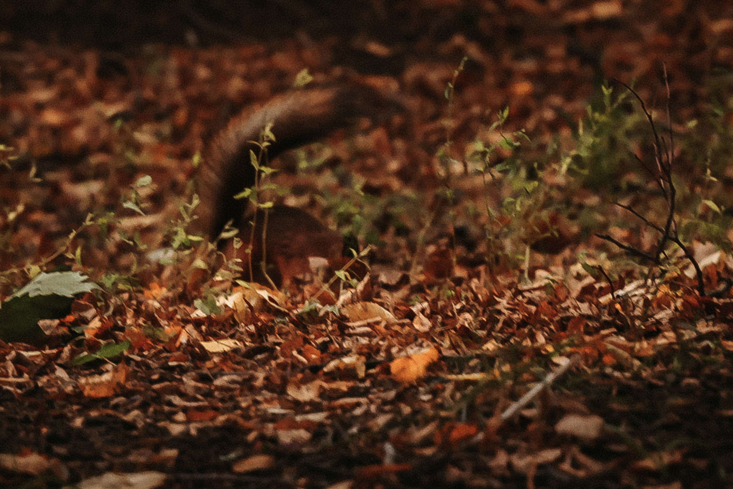 Свадебная фотосессия в Царицино для Юлии и Надира