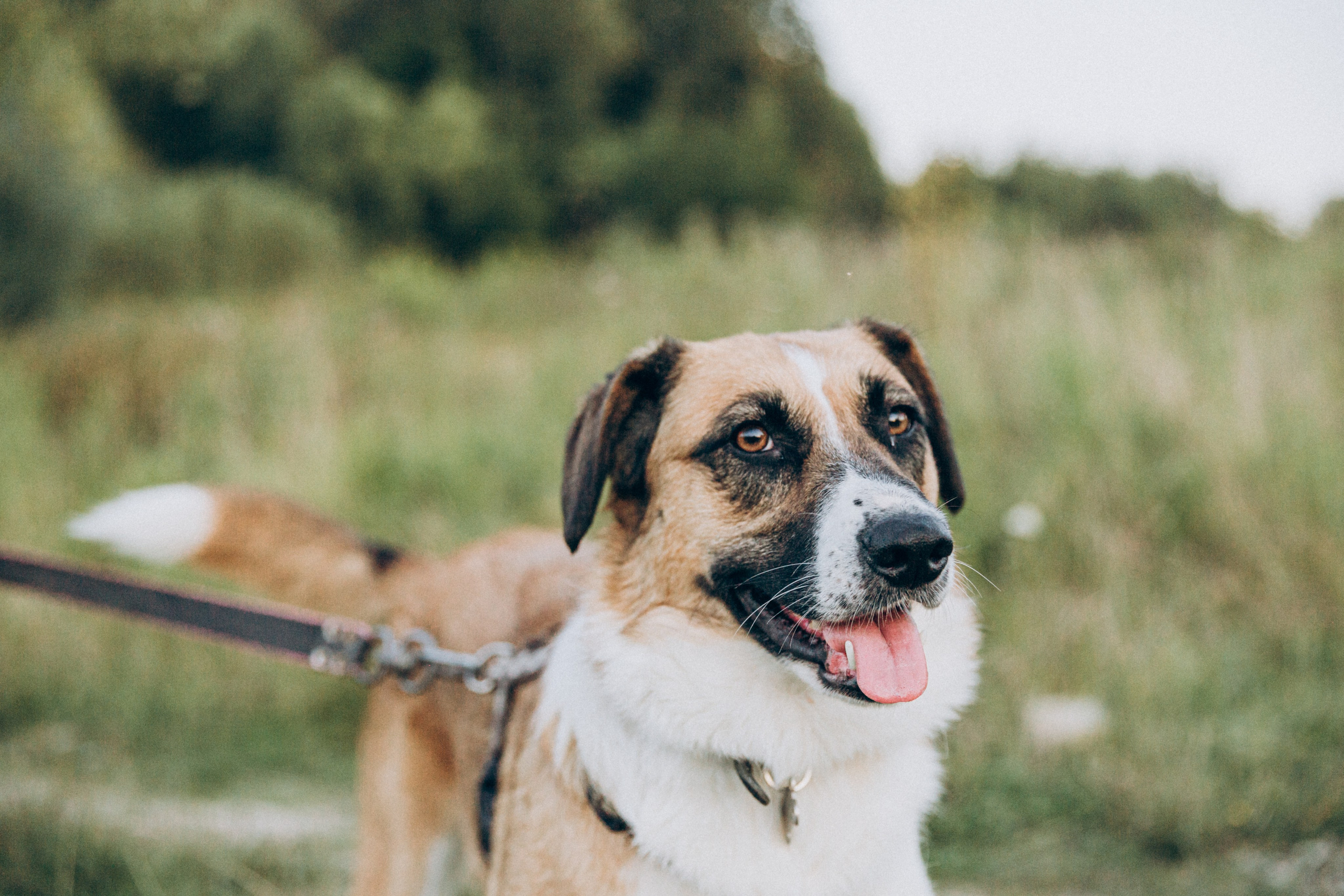 Ляля. Фотограф-анималист в Москве Соломонова Варвара