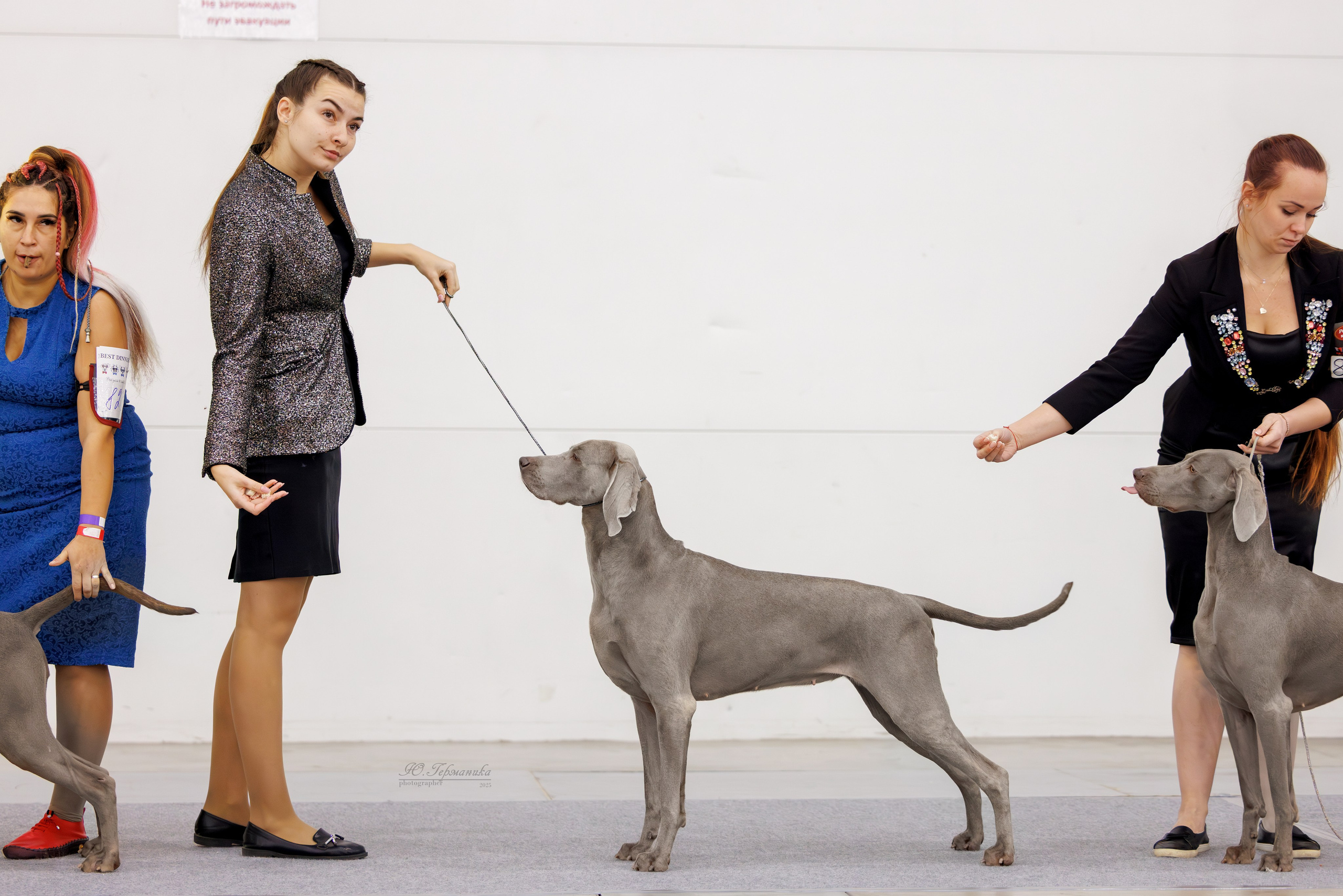 Питер 12-13.12.2025. Фотограф-анималист Юлия Германика