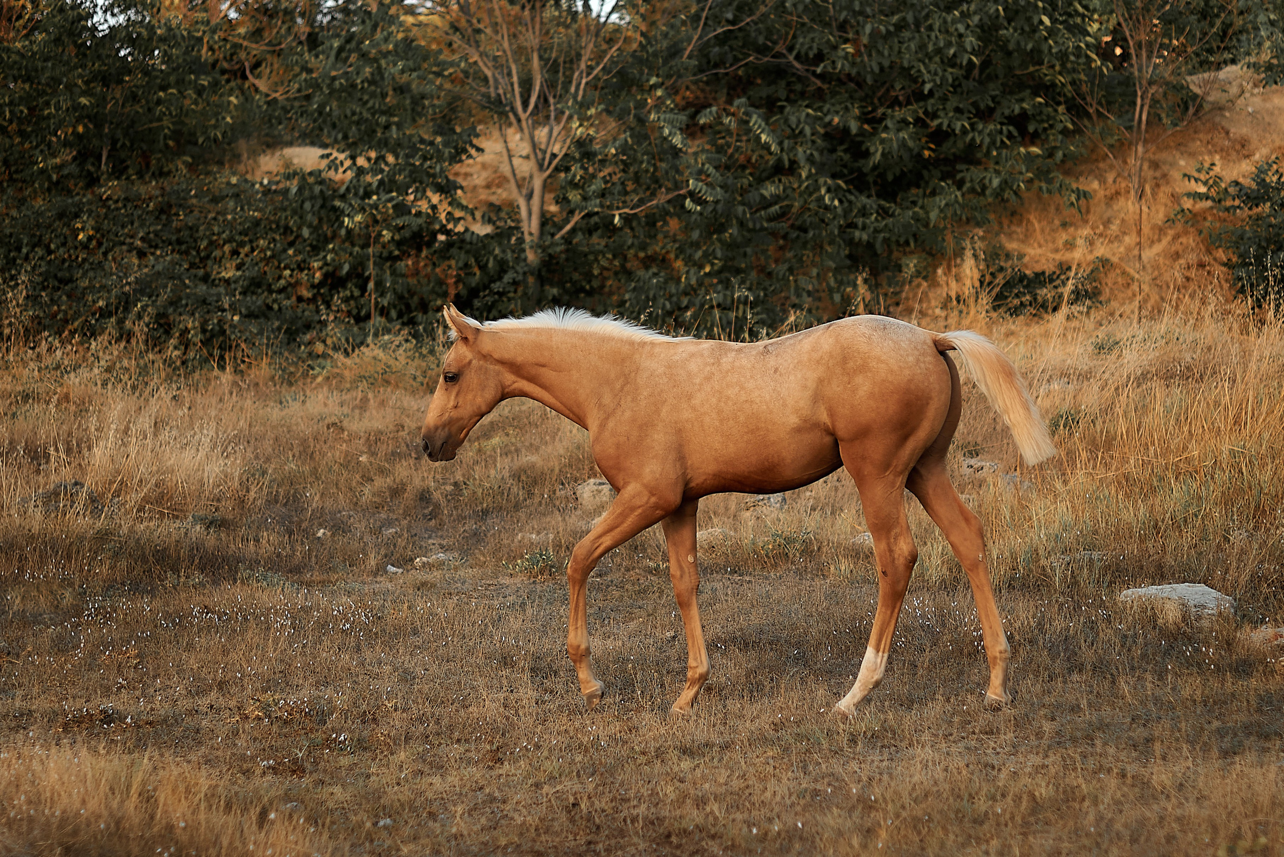 Чако-Эль. Фотограф в Севастополе