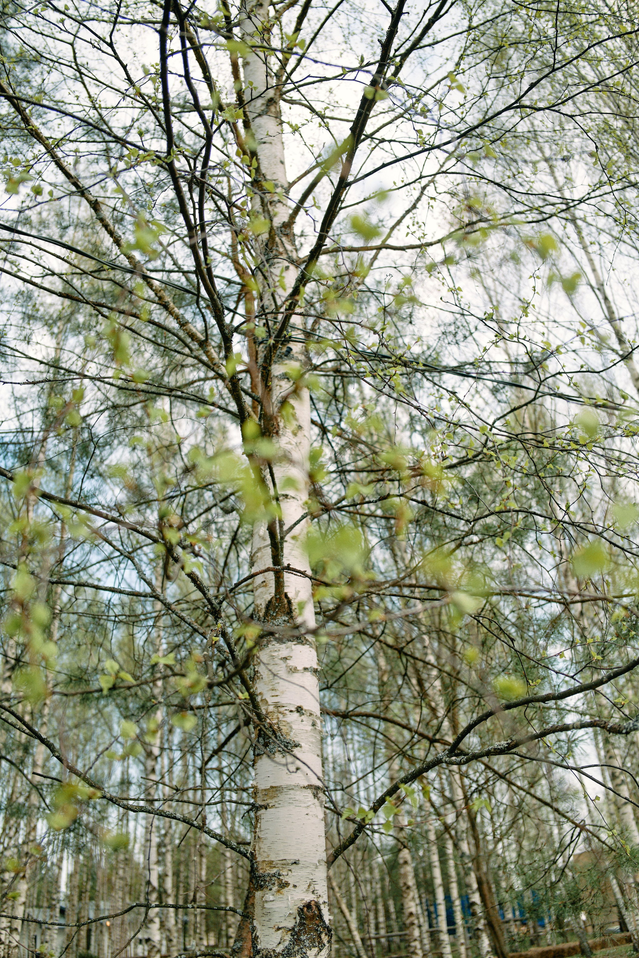 Бутик-отель Поле летом. Профессиональный Фотограф во Владимире, в Москве и в Суздале — Полина Романычева