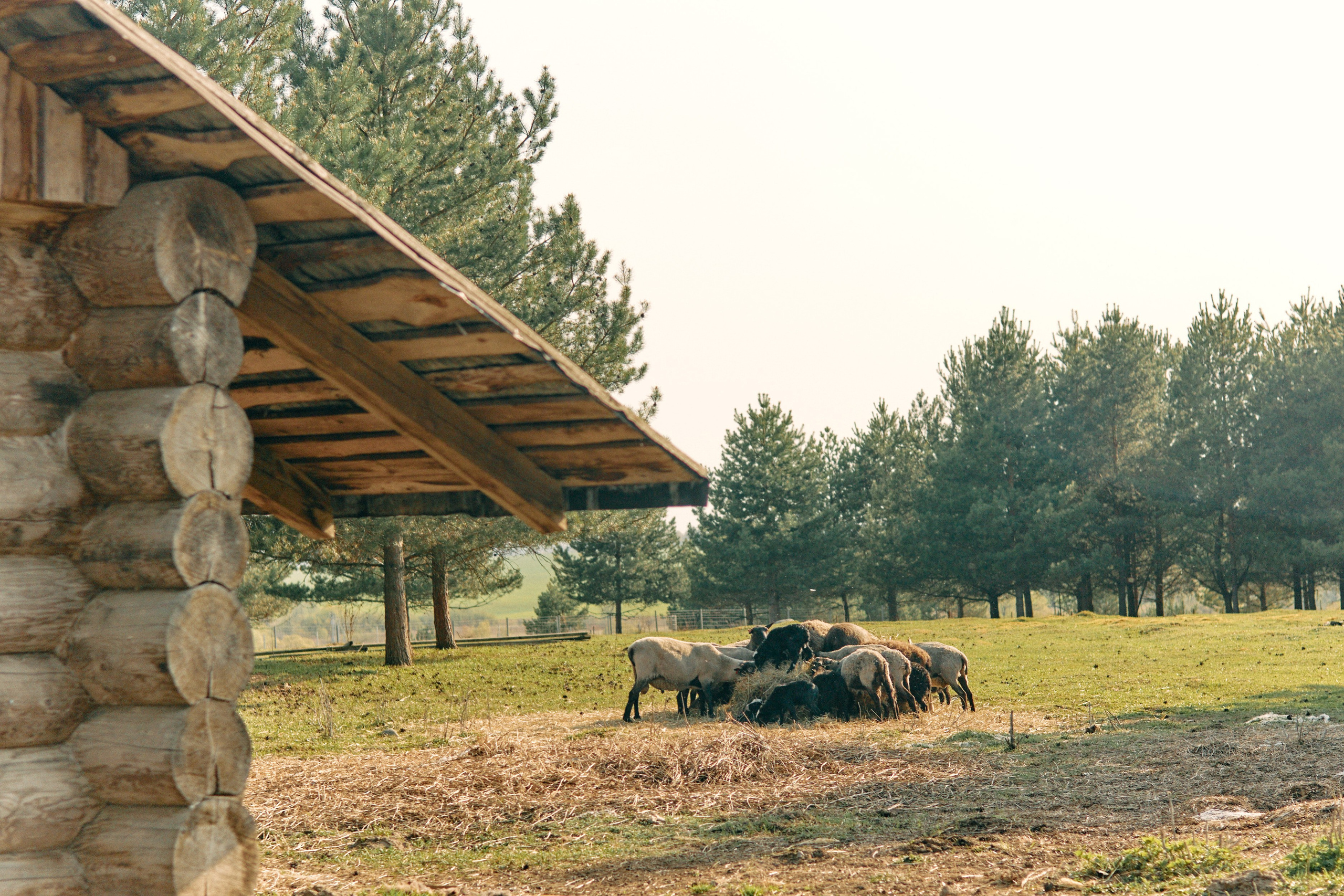 Бутик-отель Поле летом. Профессиональный Фотограф во Владимире, в Москве и в Суздале — Полина Романычева