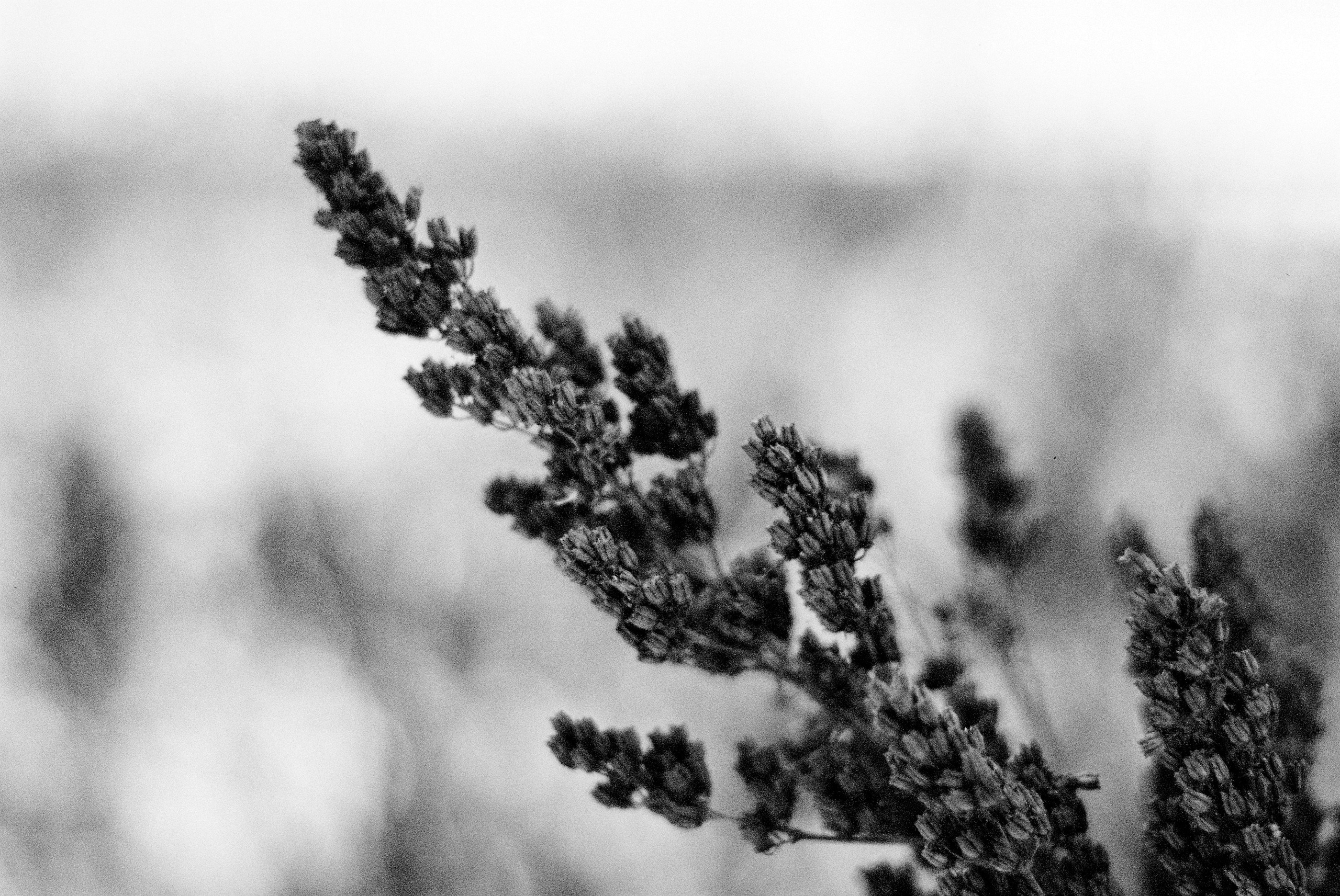 Film. Ruslan UI Dev Page