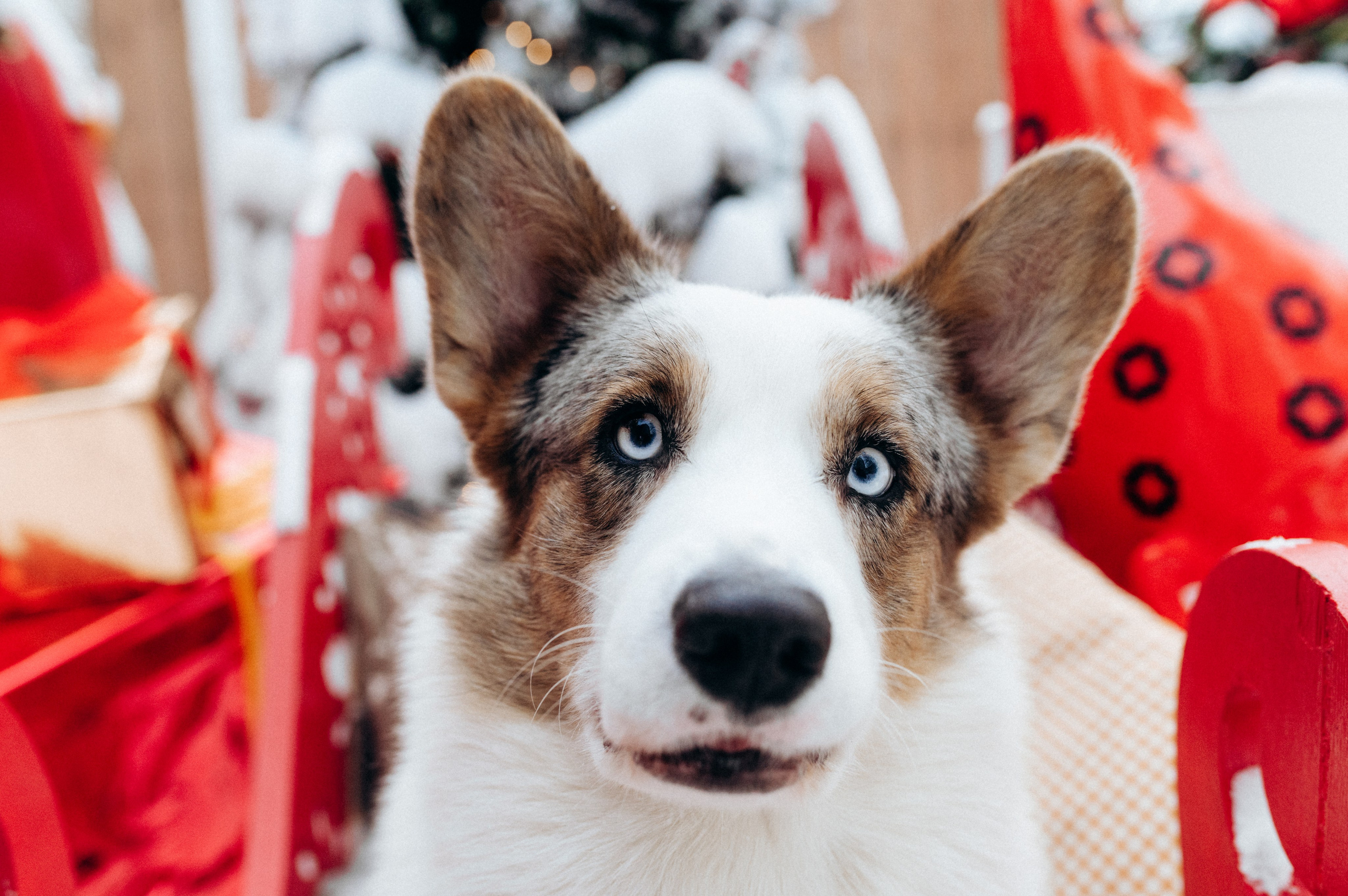 Фотограф анималист в Москве Ольга Агушева