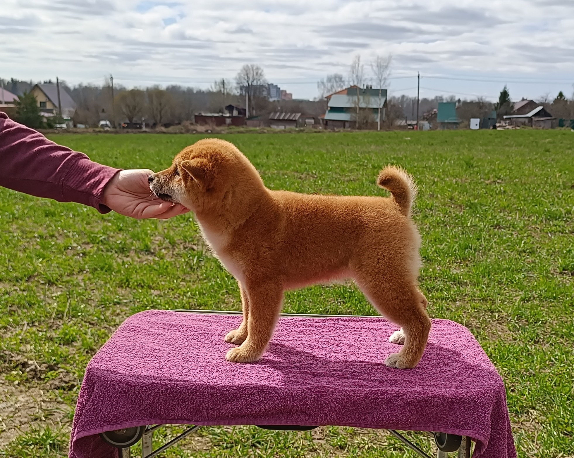 Сиба Rubylight Ellis питомник Рубилайт 
