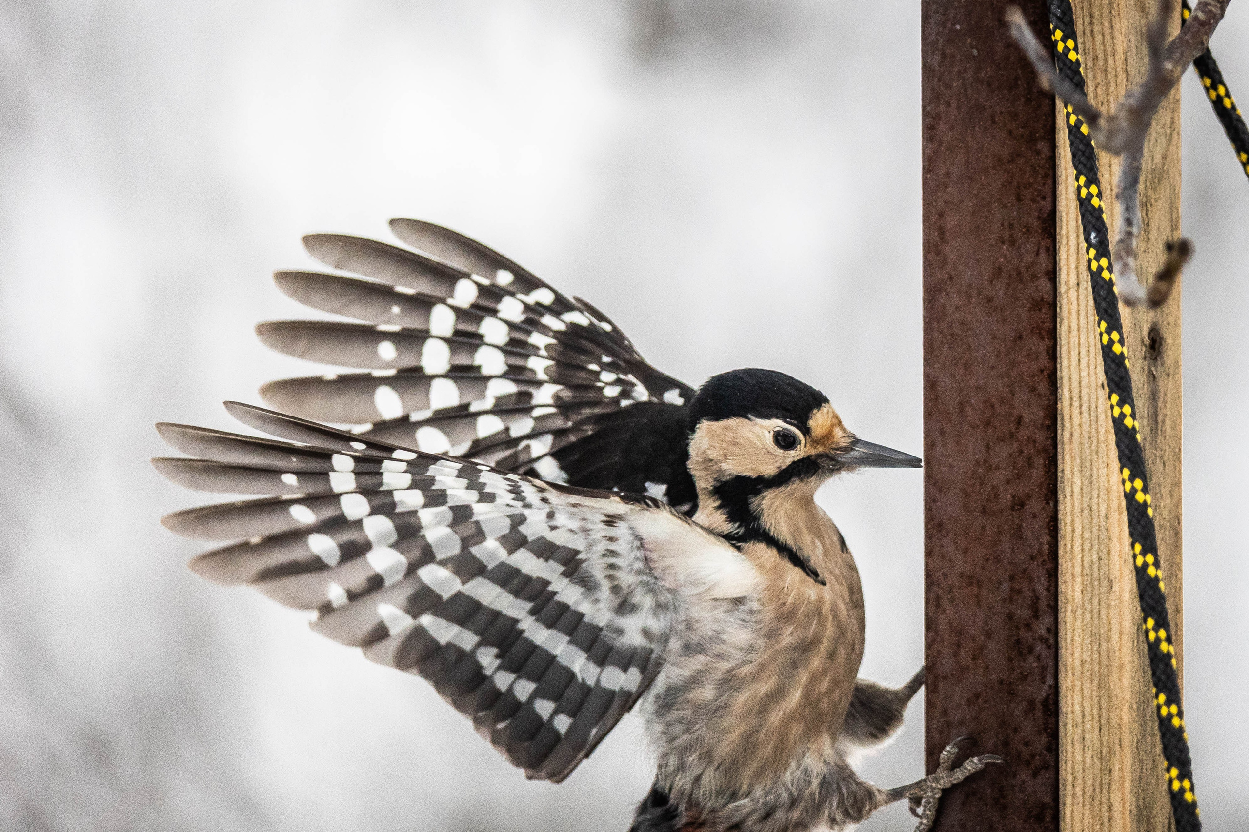 Дикий животный мир. Фотограф-АниМалист Анна Абрамова