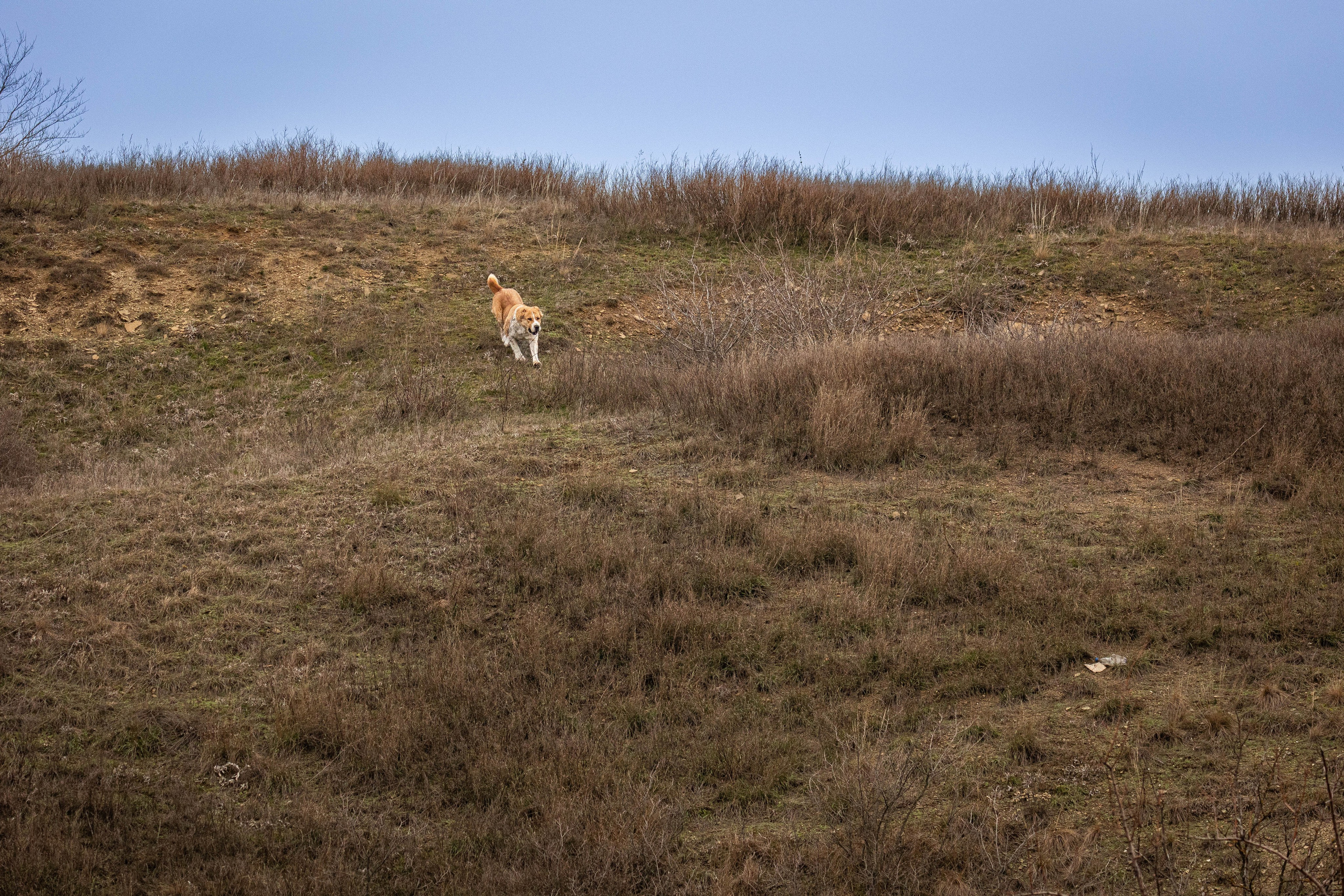 Пальма. Фотограф-АниМалист Анна Абрамова