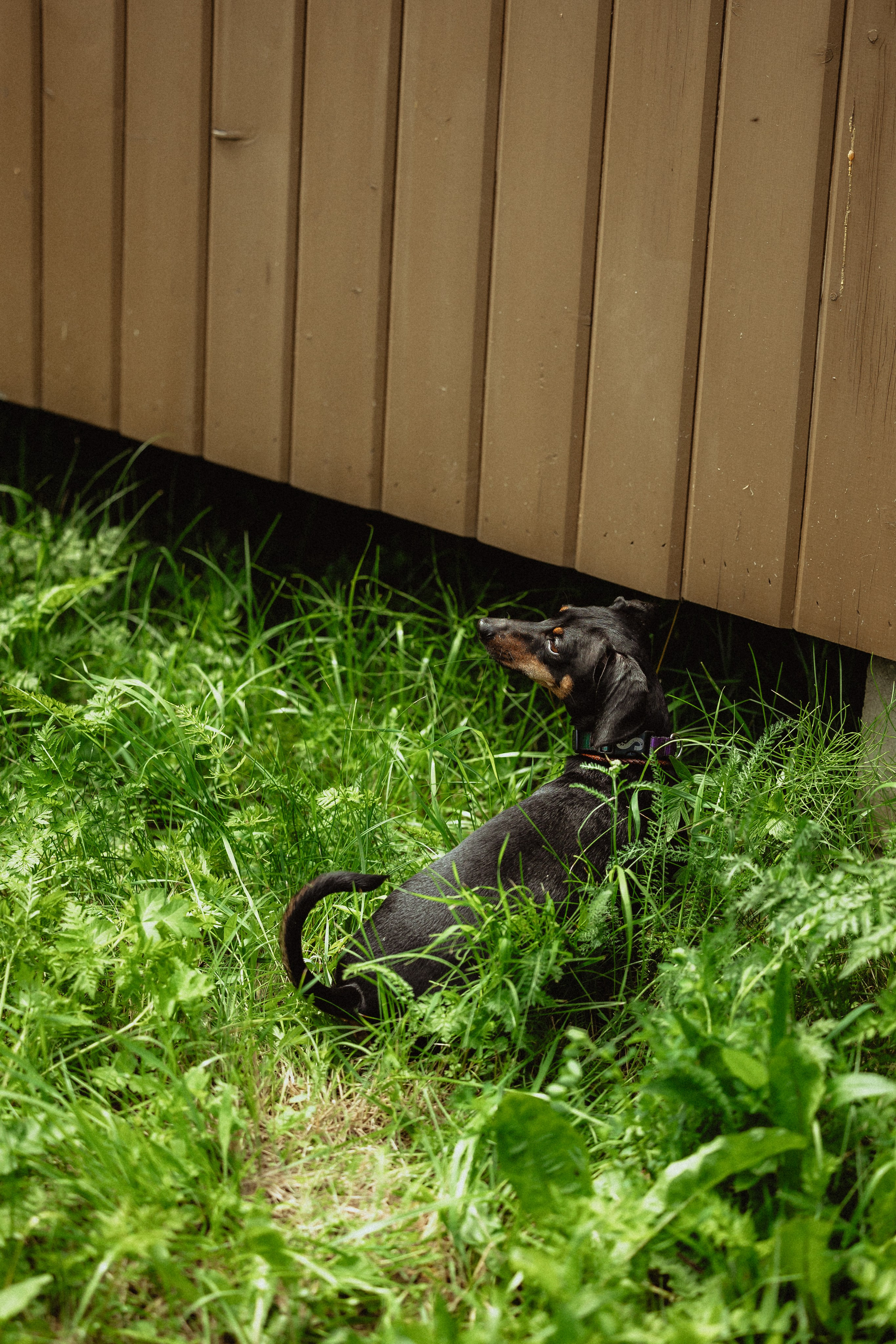 Выездной дог-тренинг от школы «Шерсть имею»