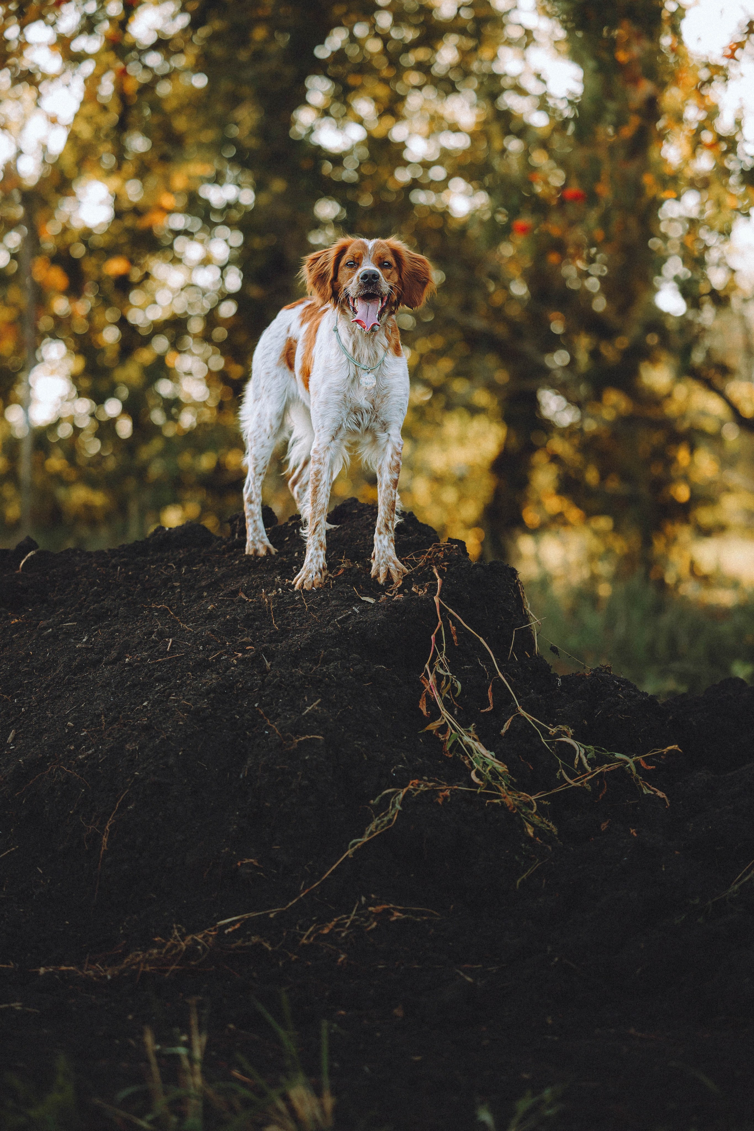 Камри и Пафи