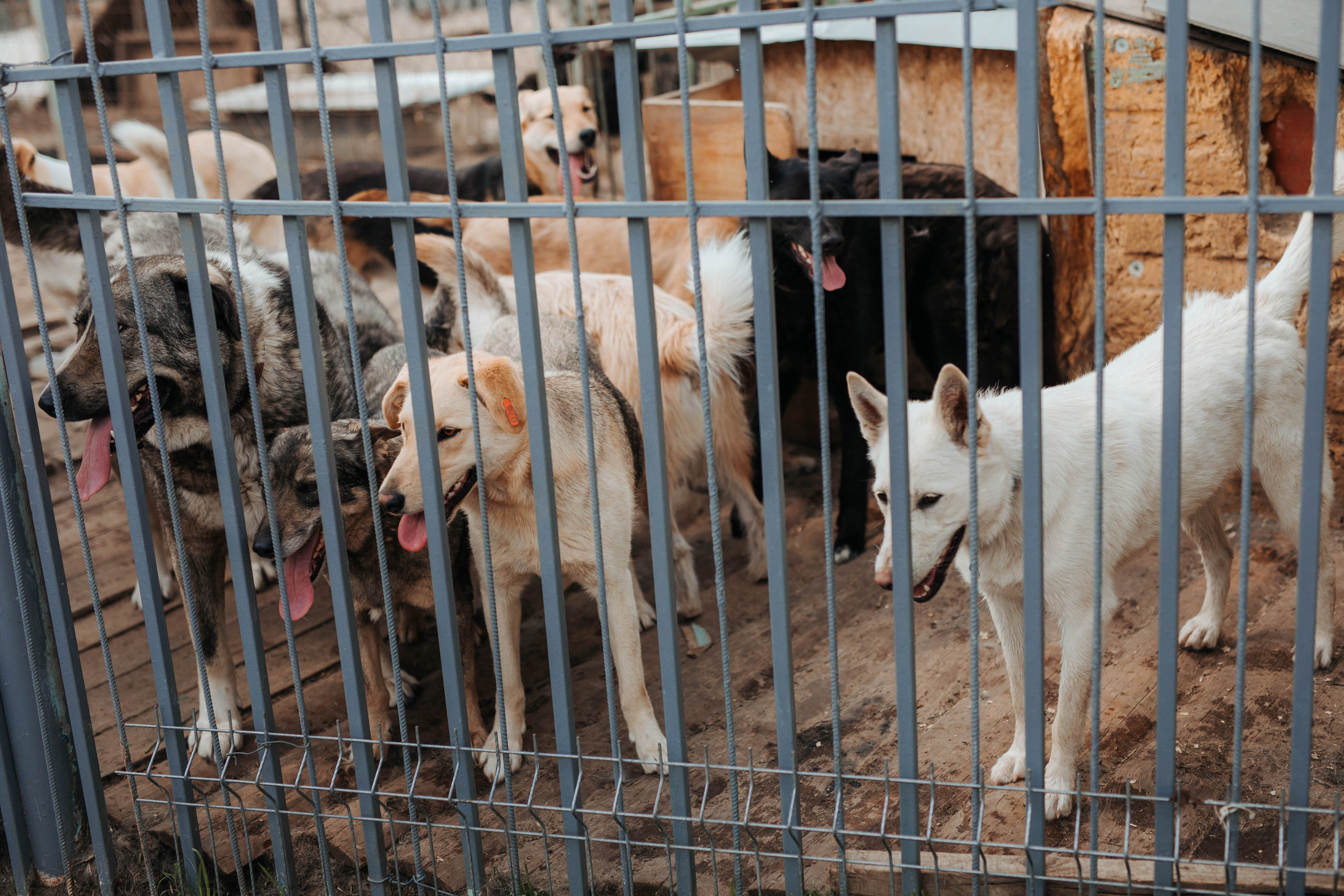 Отзывы. Свадебный, семейный фотограф в Дзержинске, Нижнем Новгороде Наталья Хр