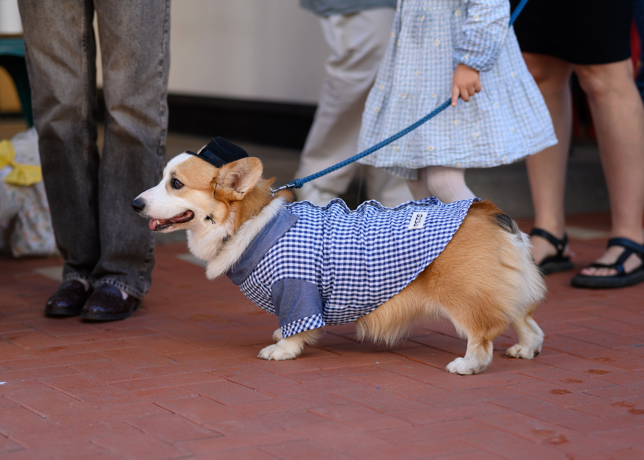 СобачийФест_РынокНаГоре_10082024. Фотограф Александр Данилов