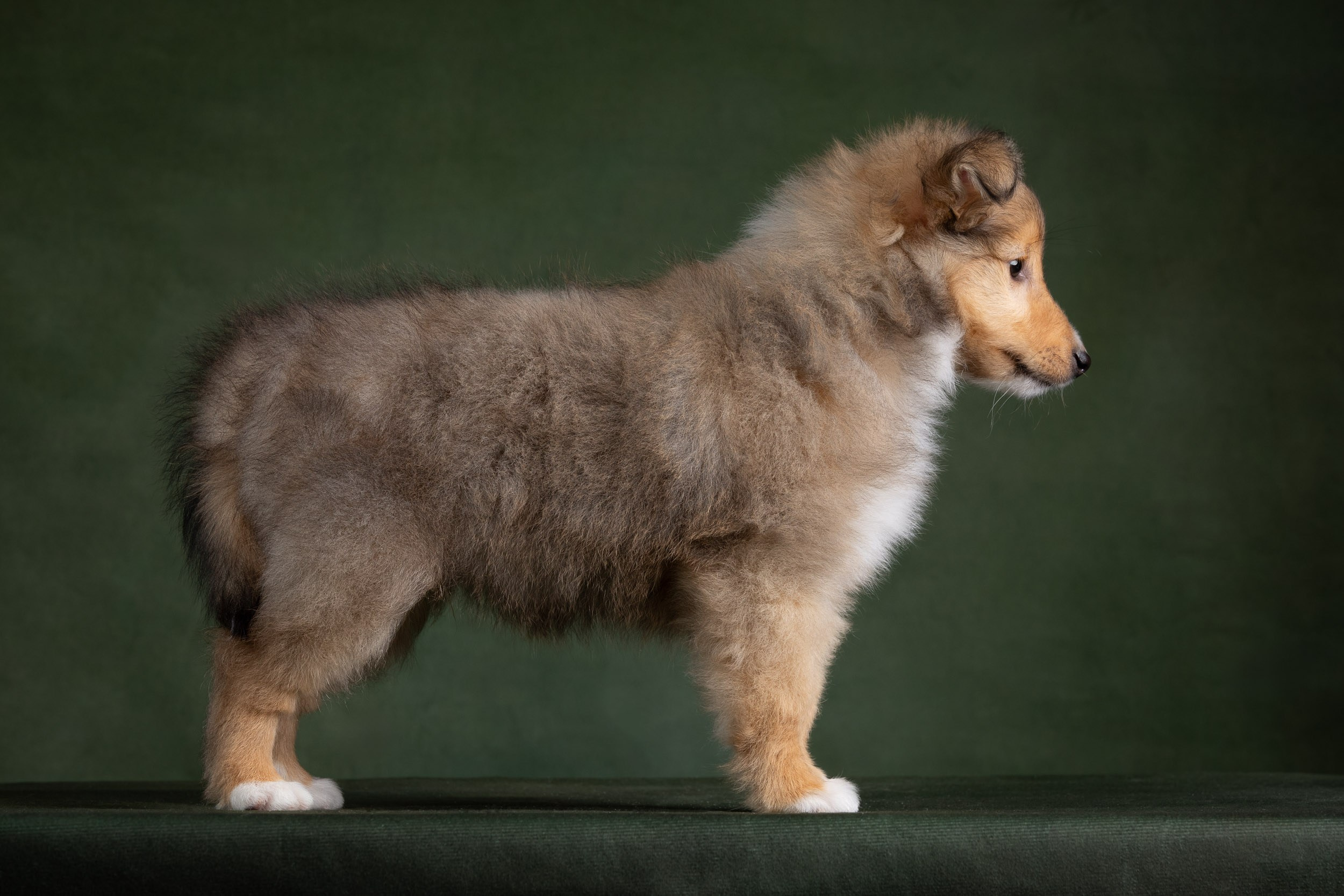 Помет щенков в 2 месяца. Фотограф-анималист в Москве и Московской области Татьяна Фролова