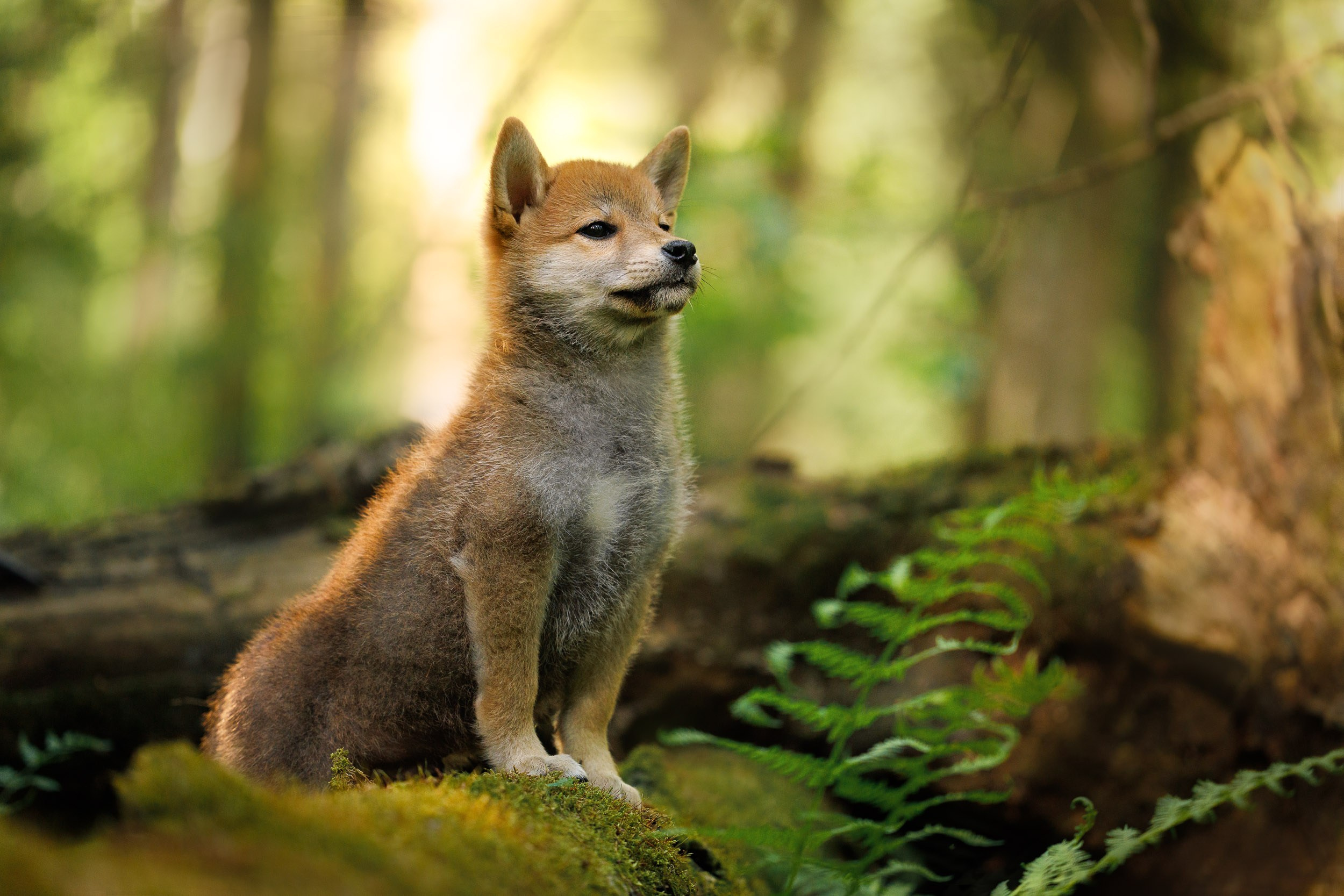 Фото щенков в Москве и Московской области. Фотограф-анималист в Москве и Московской области Татьяна Фролова