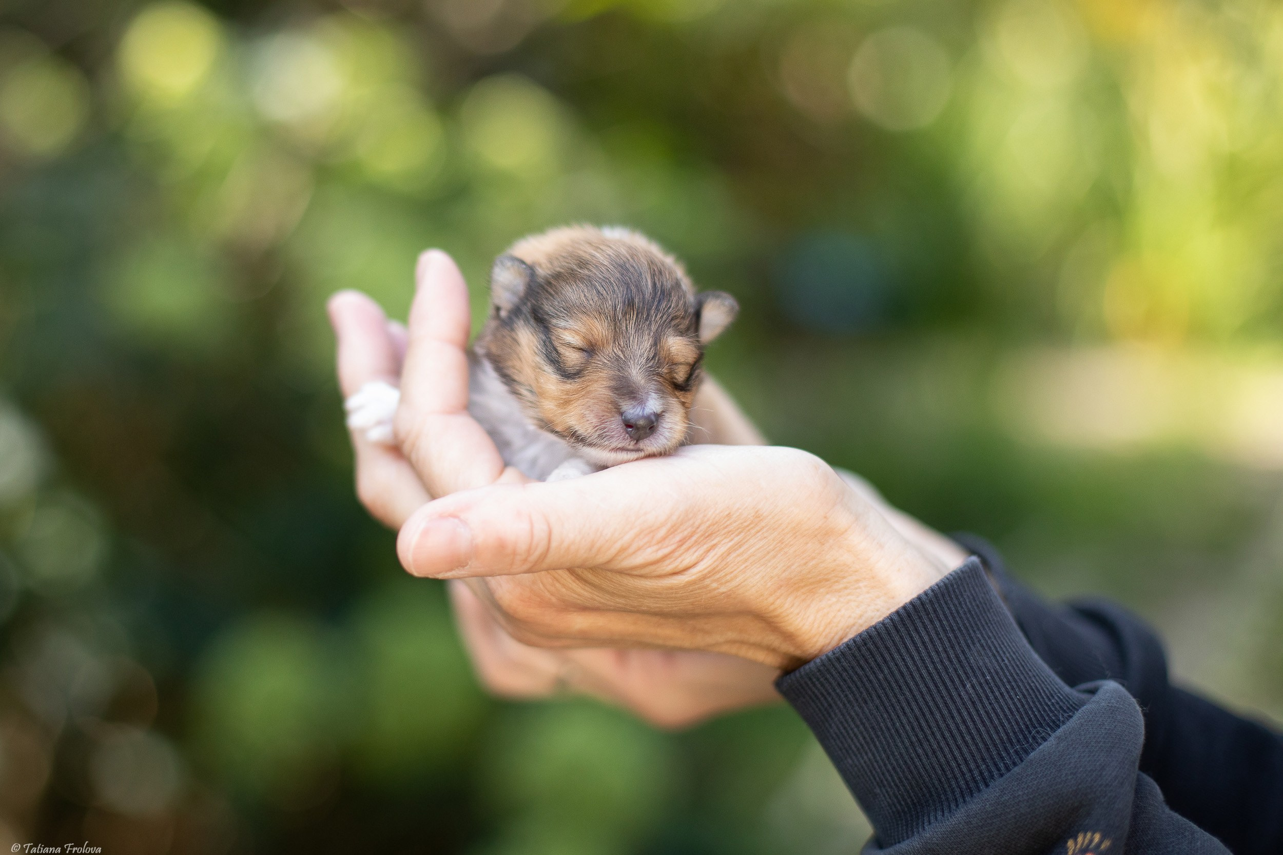 Ньюборн съемка щенков. Фотограф-анималист в Москве и Московской области Татьяна Фролова