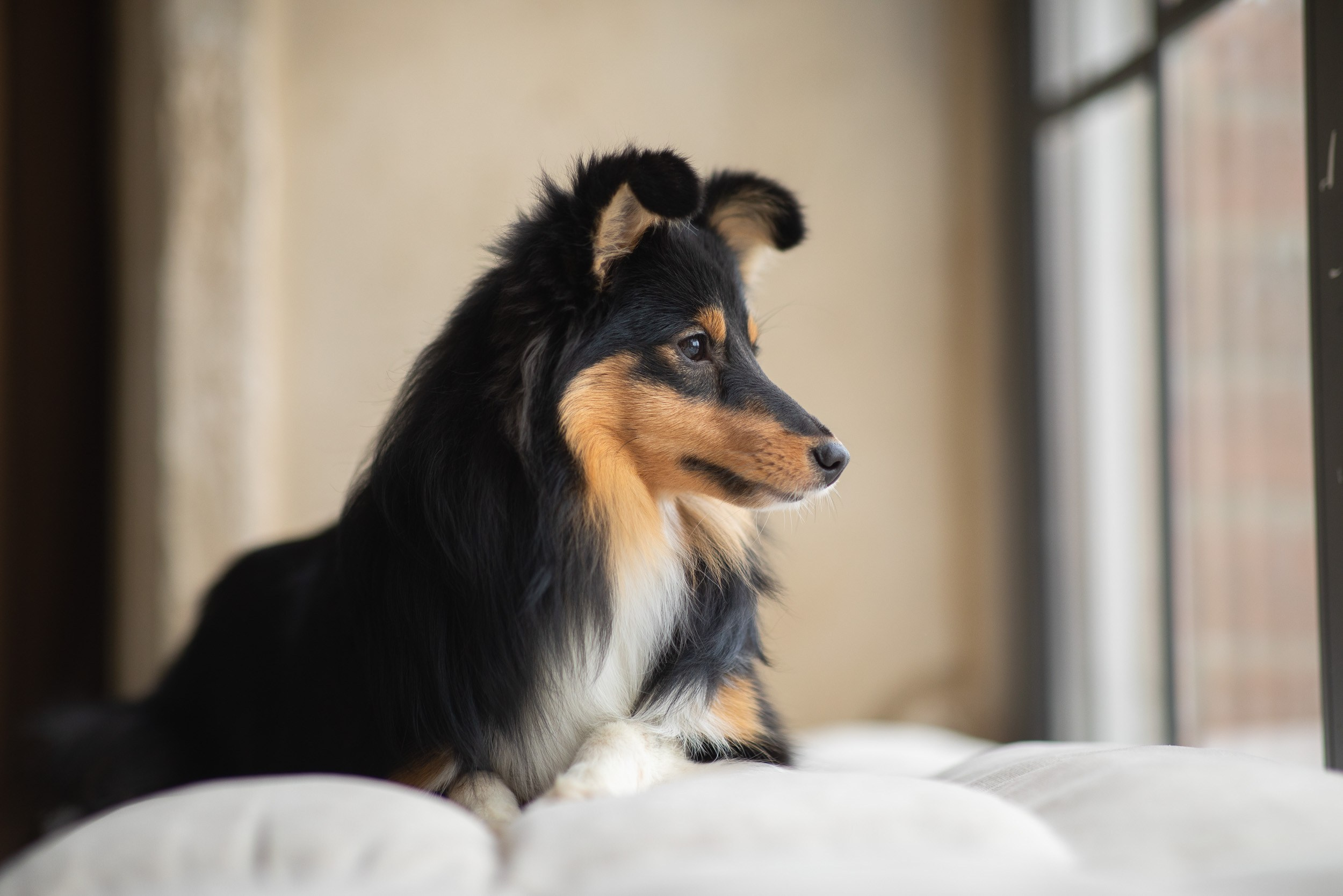 Съемка с собакой в студии Москва. Фотограф-анималист в Москве и Московской области Татьяна Фролова