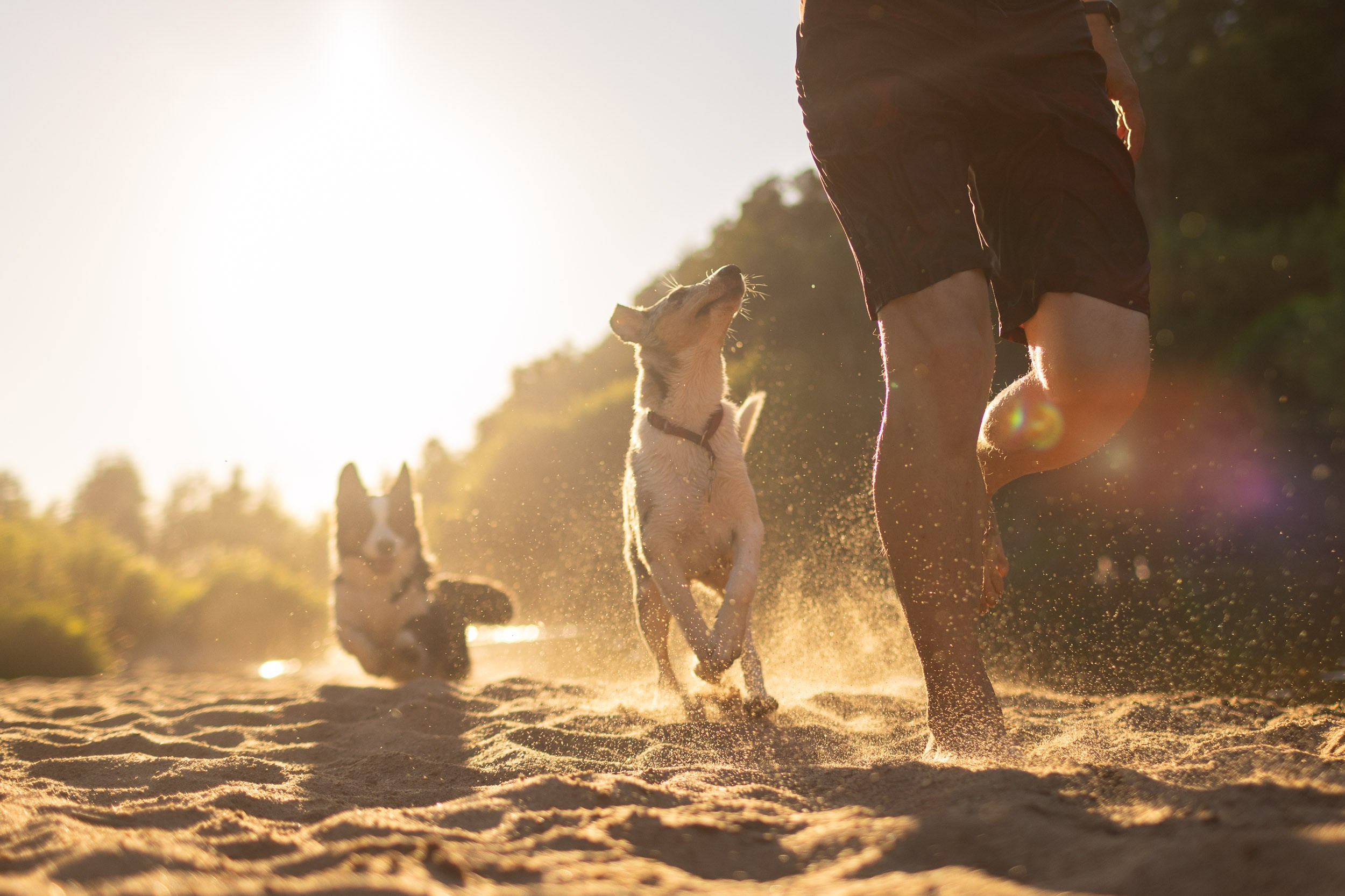 Купание щенков в стиле лайфстайл. Фотограф-анималист в Москве и Московской области Татьяна Фролова