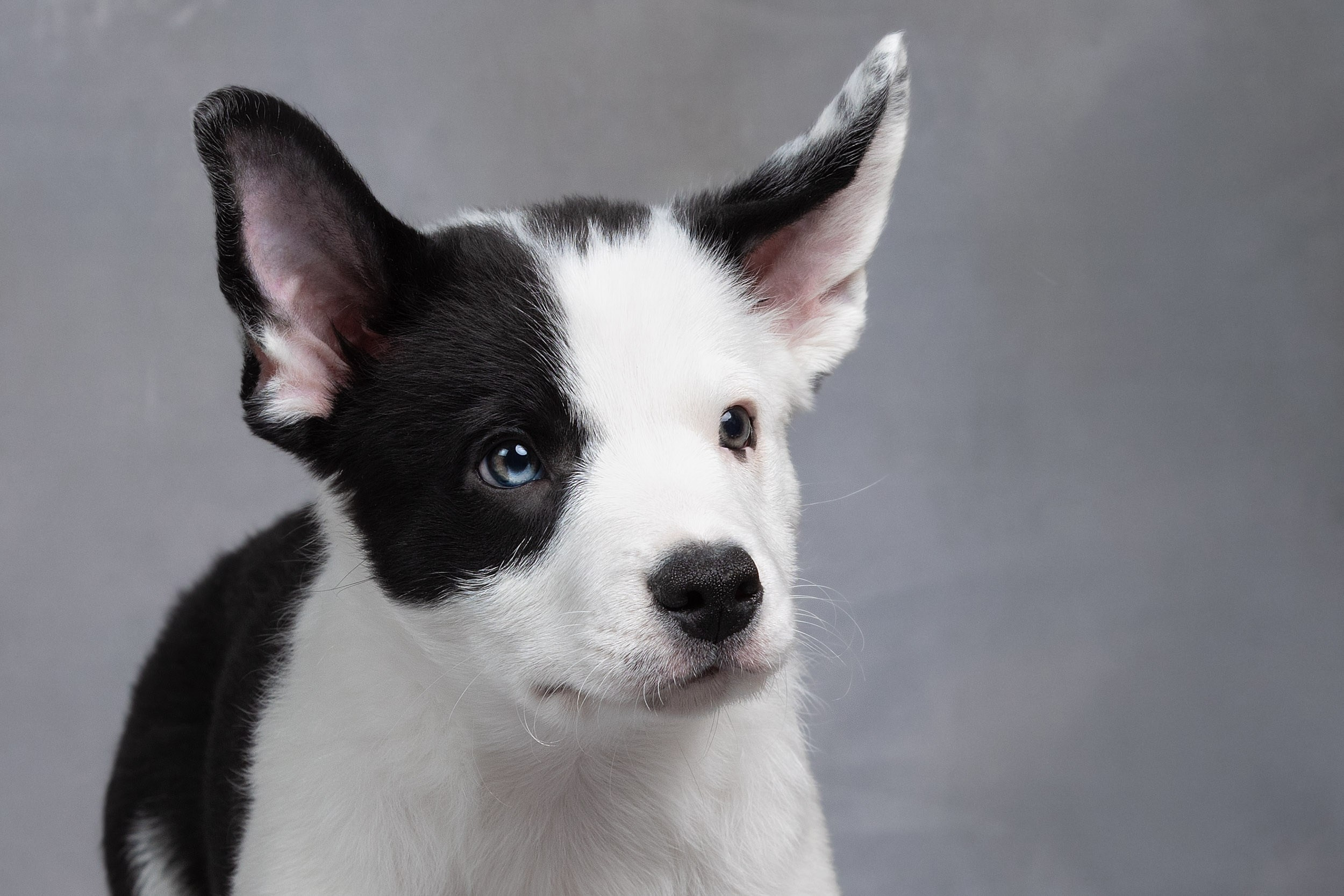 Презентация помета щенков в 2 месяца. Фотограф-анималист в Москве и Московской области Татьяна Фролова