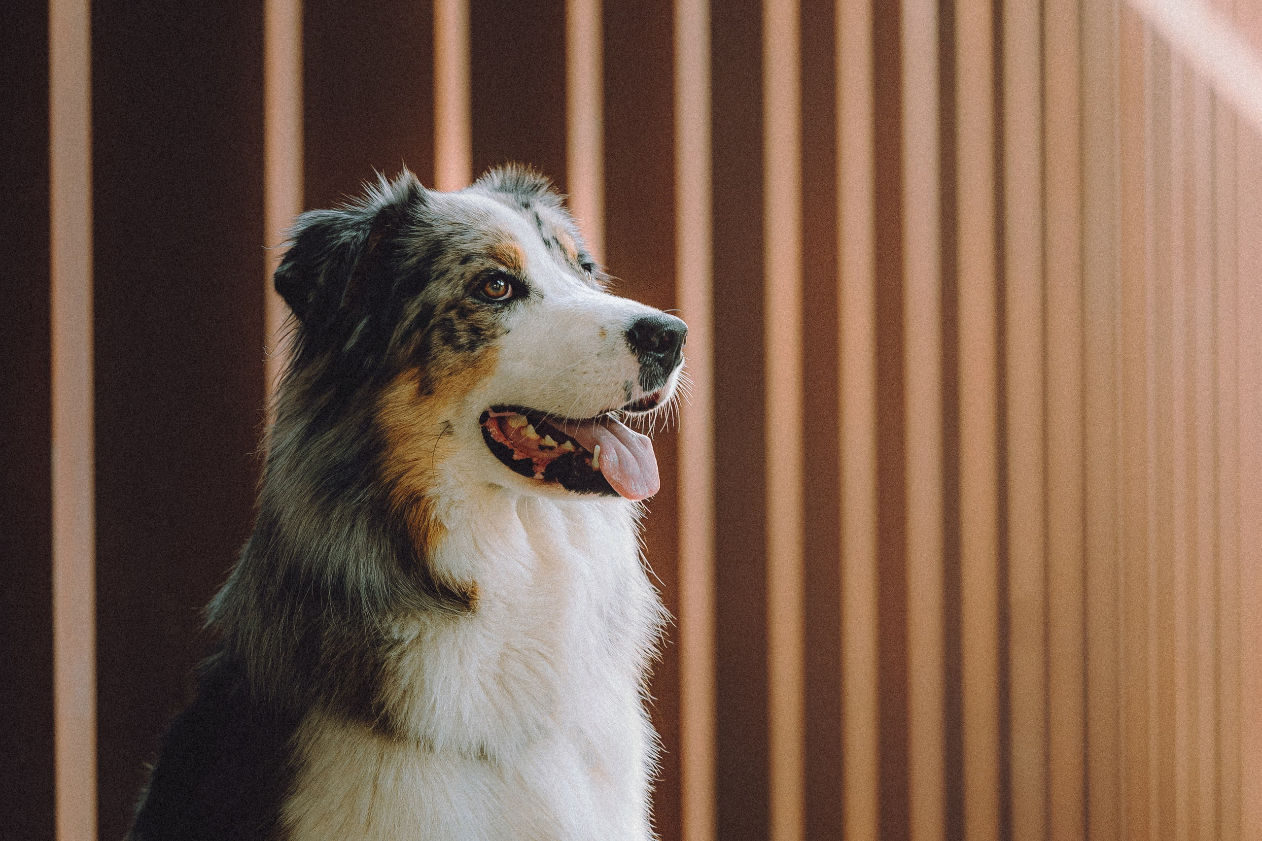 Саша, Рома и Один