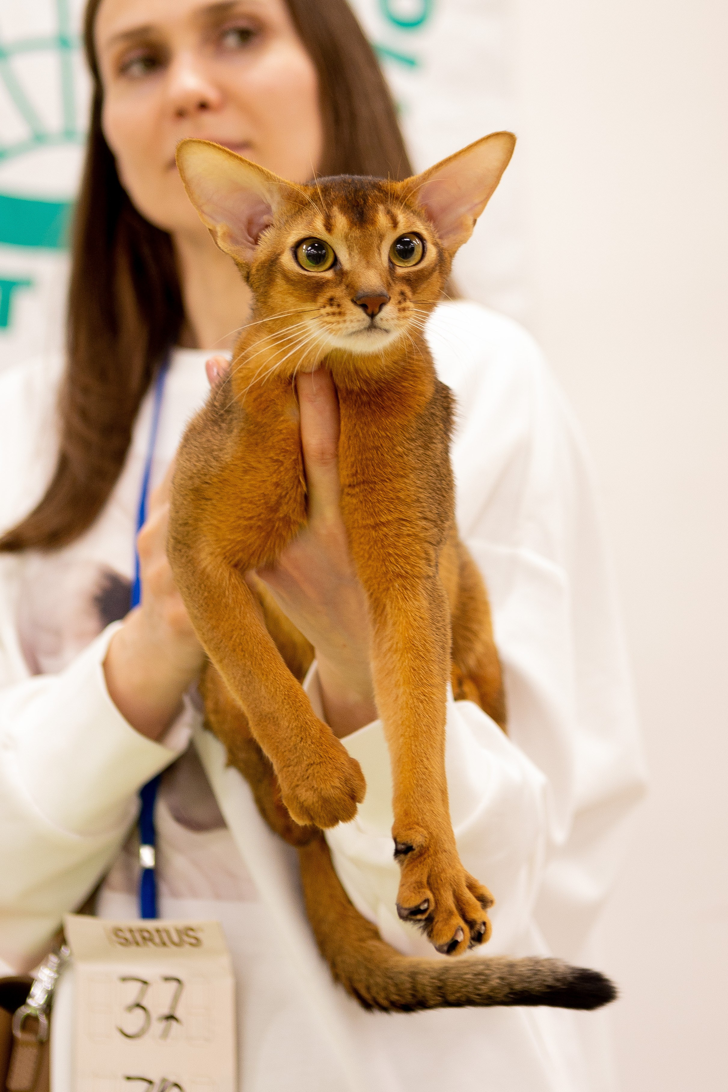 Кошки. Фотограф Яна Матвеева в Ижевске