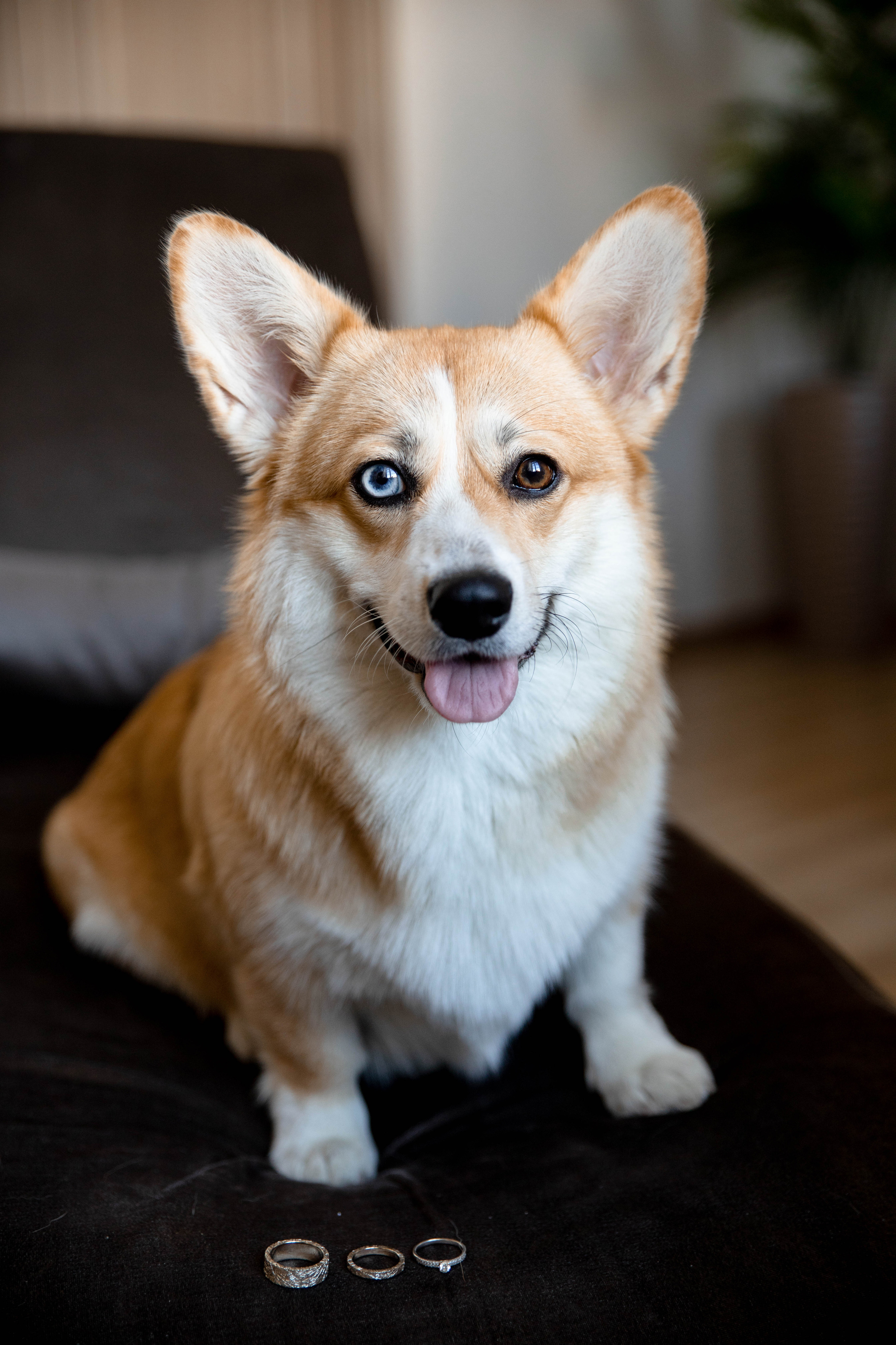 Артем и Алла. @dariazphoto свадебный фотограф