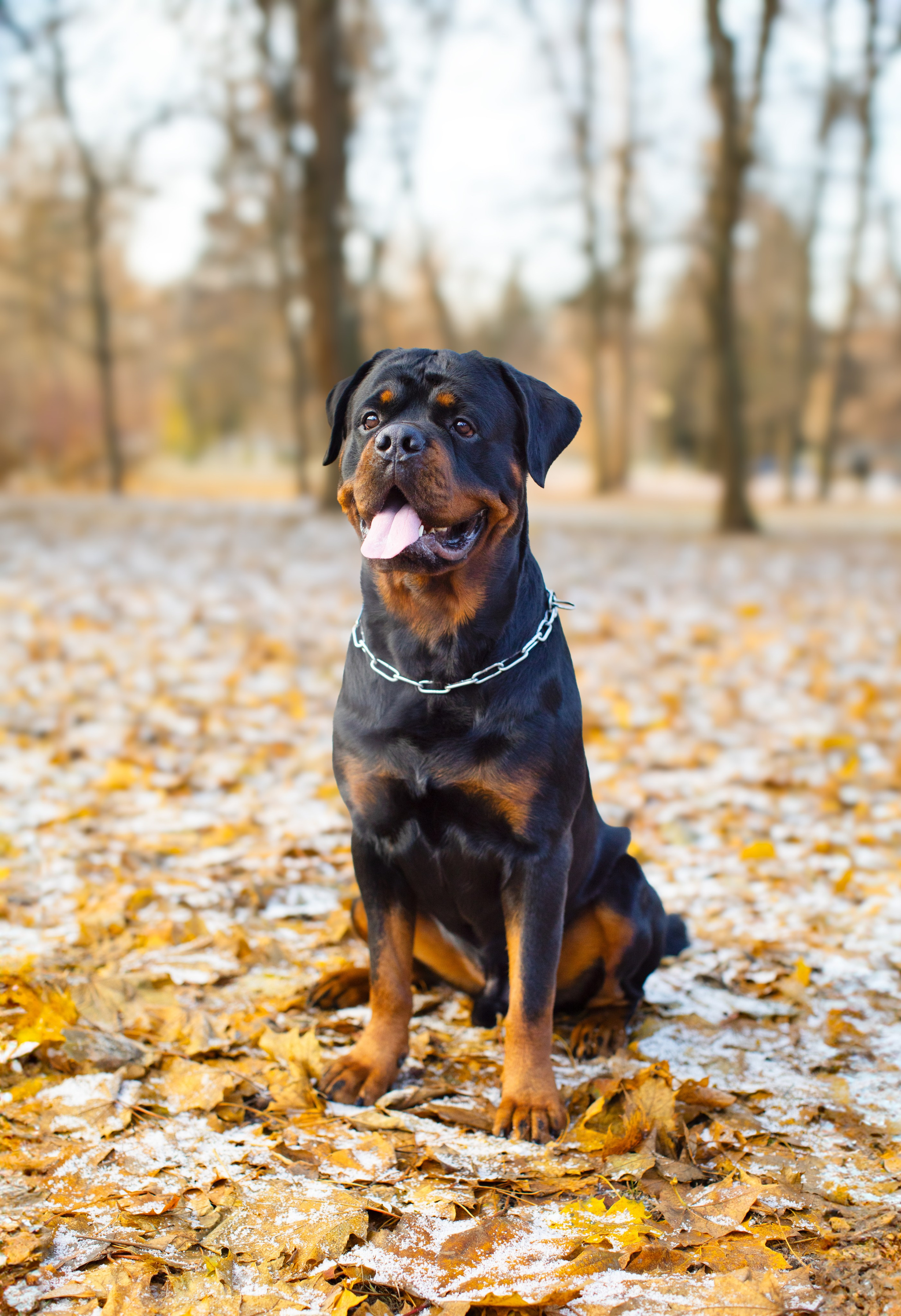 Ротвейлер Аватар. Портретная и семейная съемка. Фотограф анималист