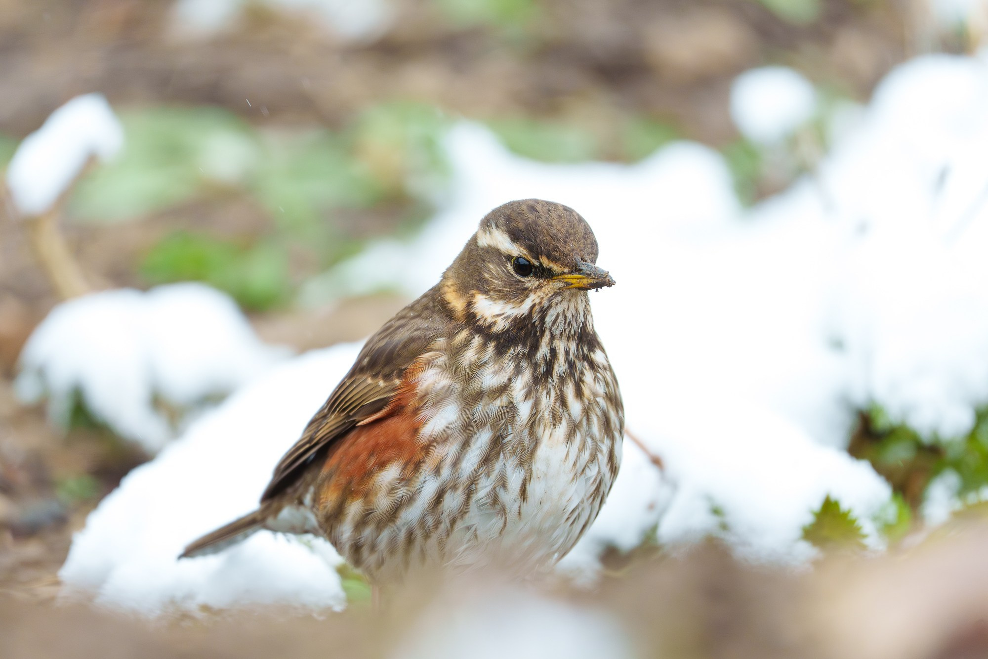 Удивительные мир птиц. Вокруг нас столько прекрасного — присмотритесь!. Ваш личный фотограф Марина Волкова