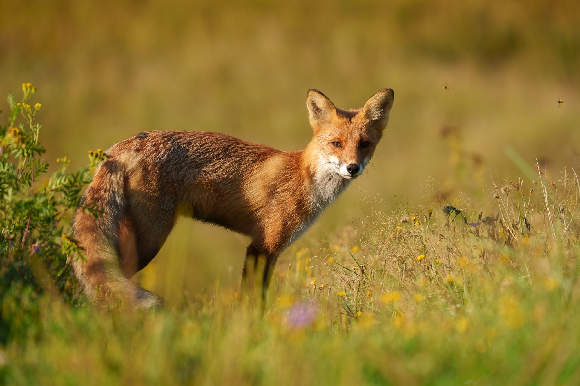Животные. Ваш личный фотограф Марина Волкова