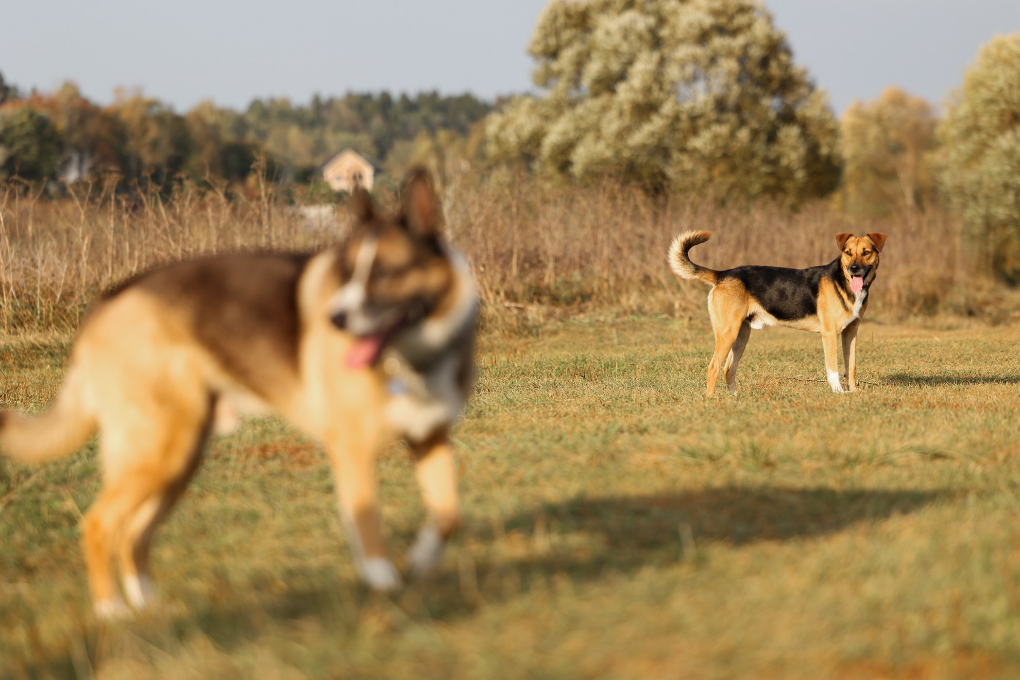 Прогулка на природе. Фотограф-анималист Полина Колкова | Москва