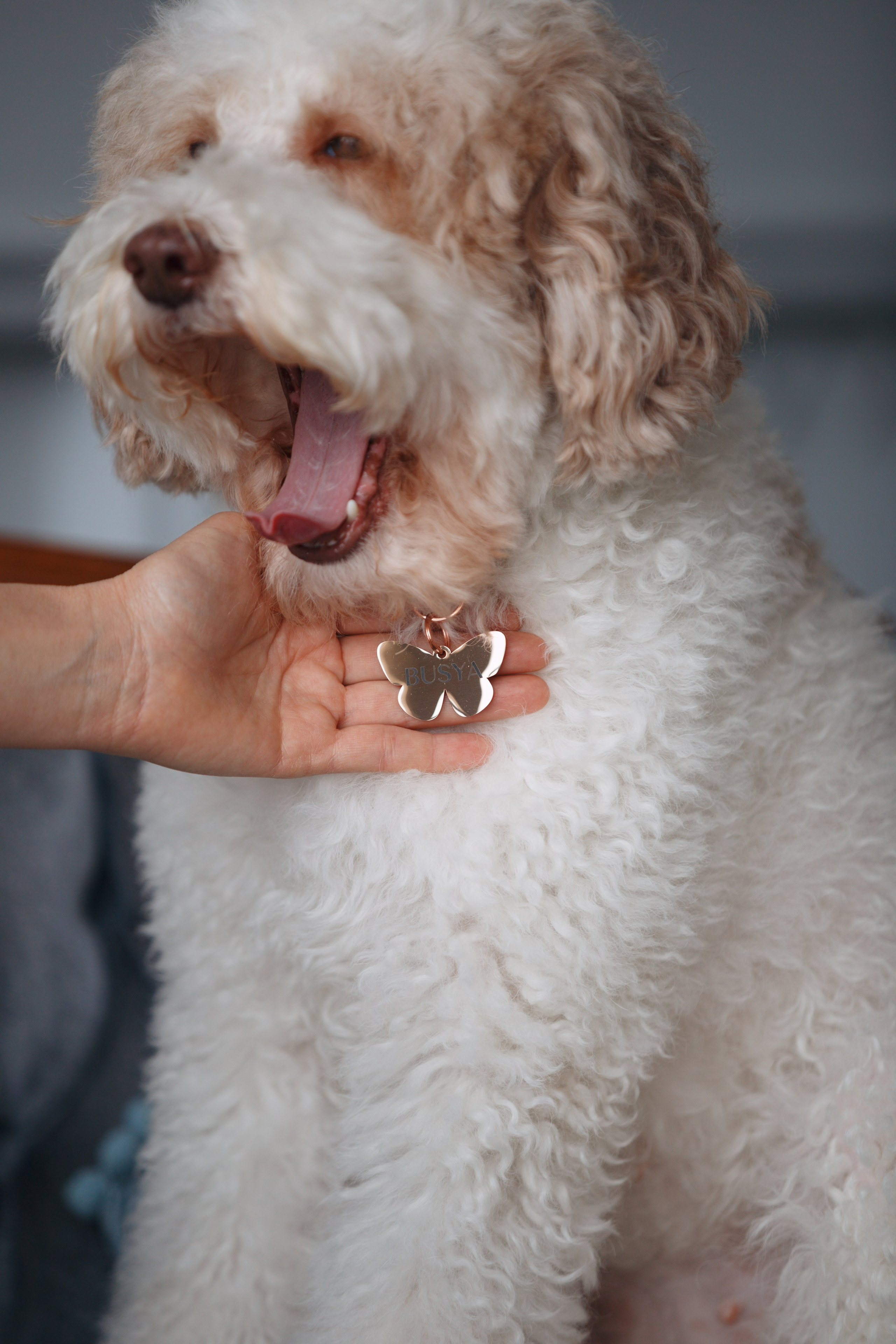 Bmbh лежанки и адресники. Фотограф анималист Кристина Карпова, Москва