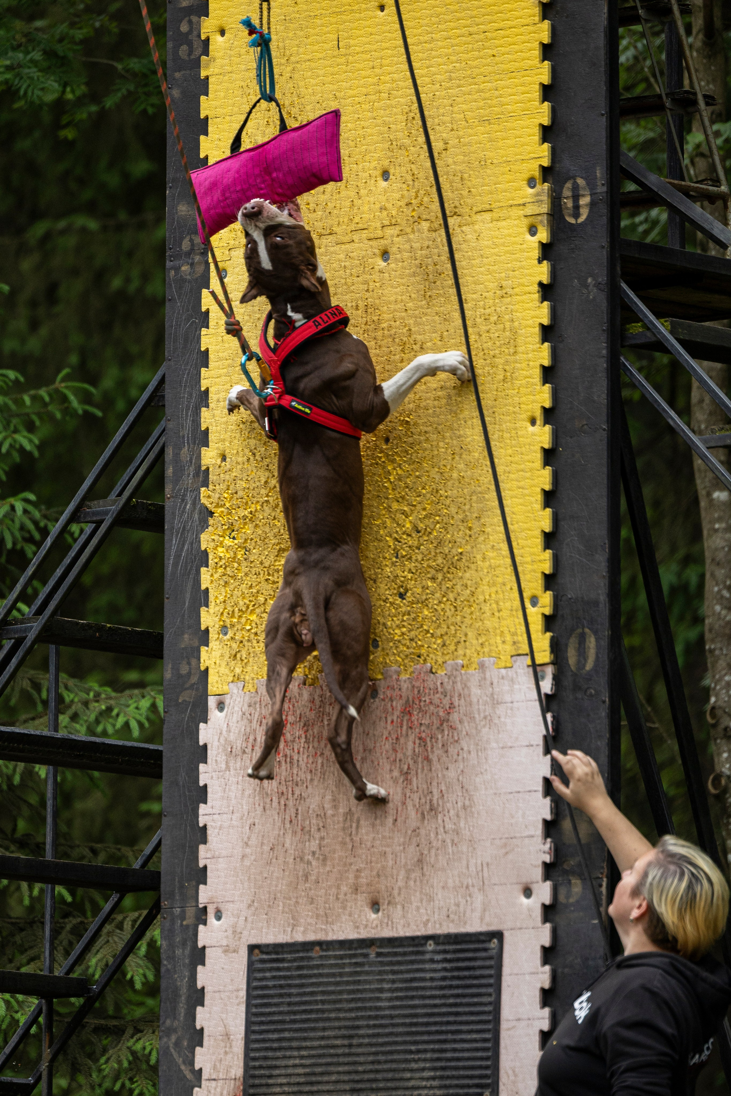 Пит-стафф многоборье. Фотограф-анималист Анна Маринич
