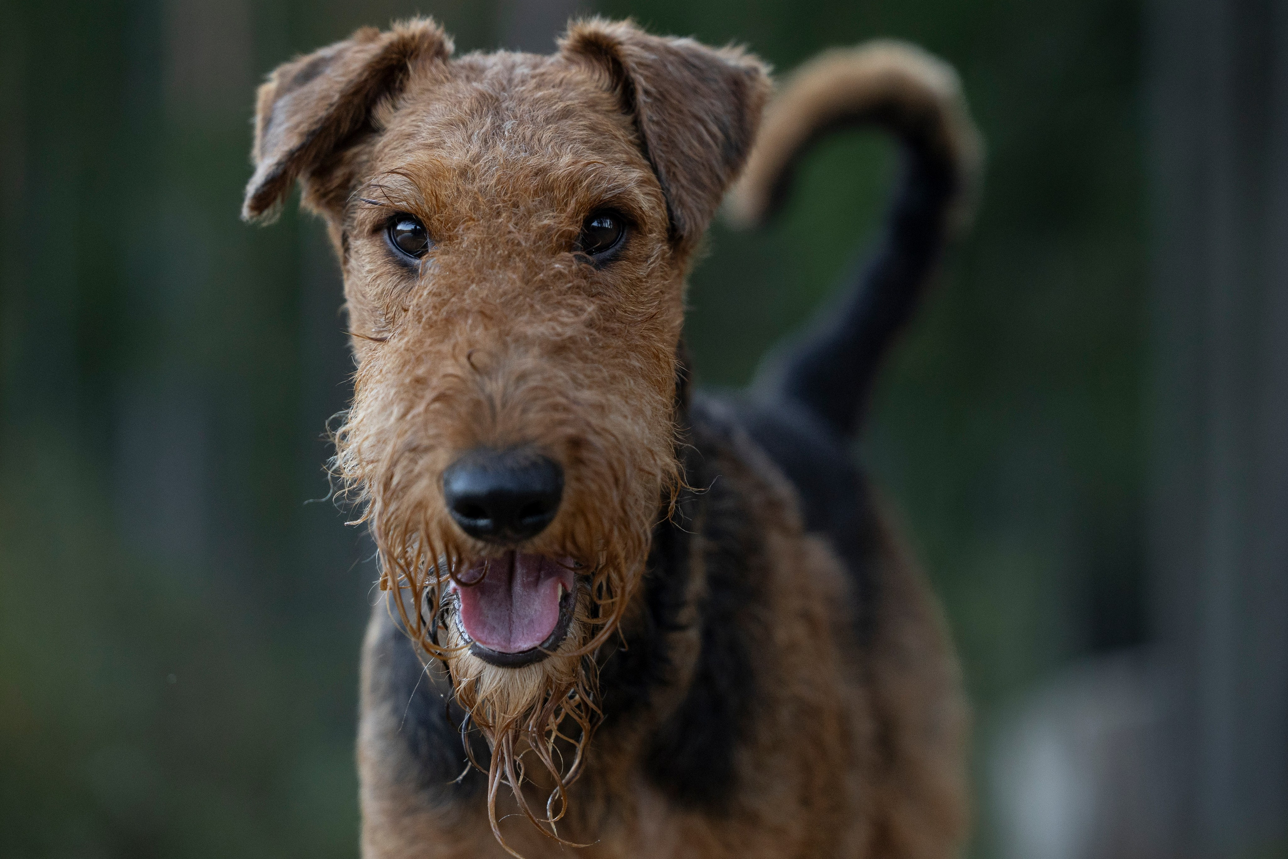 Харди. Фотограф-анималист Анна Маринич