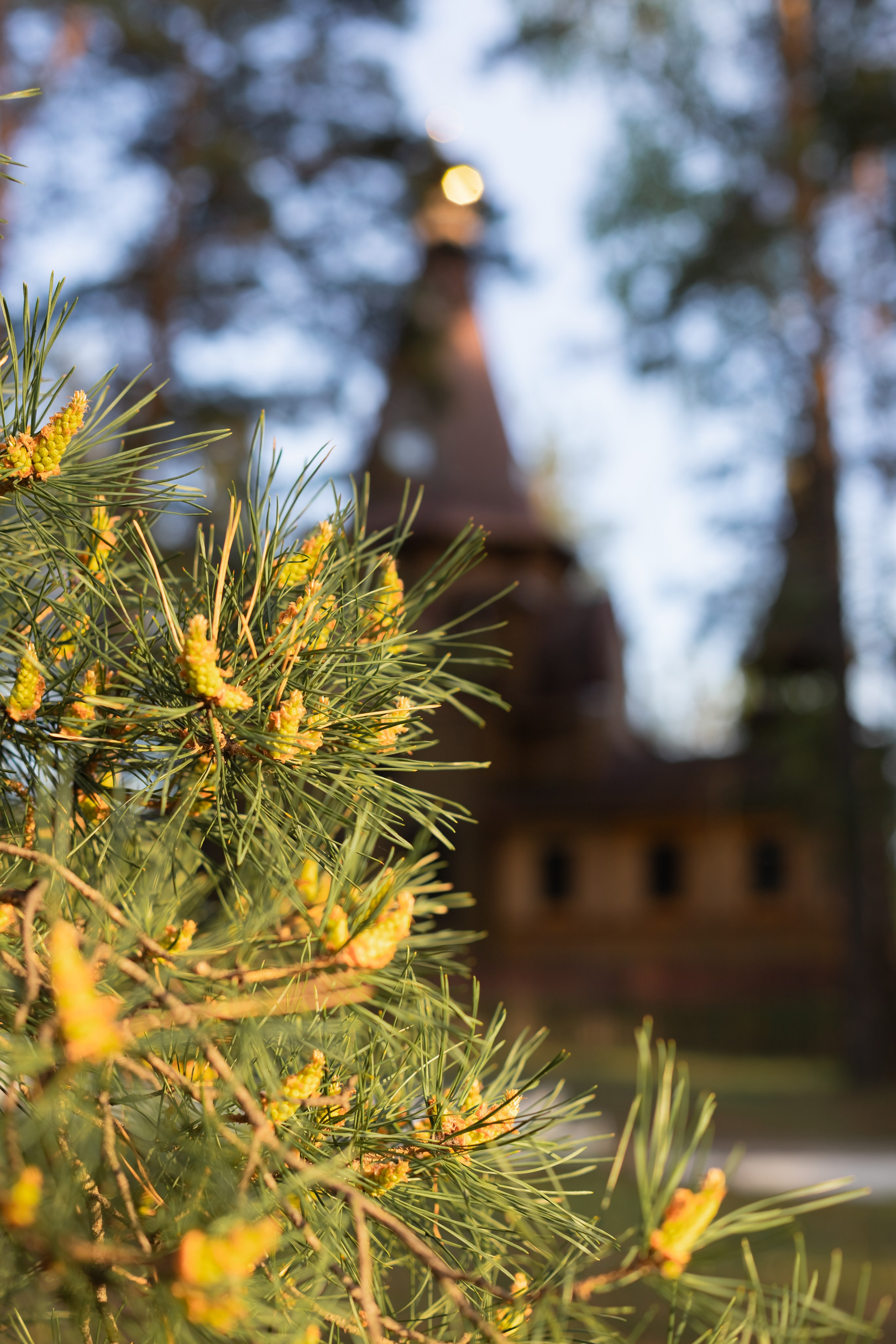 Яблоневый цвет. Фотограф в Томске Евгения Гуляева