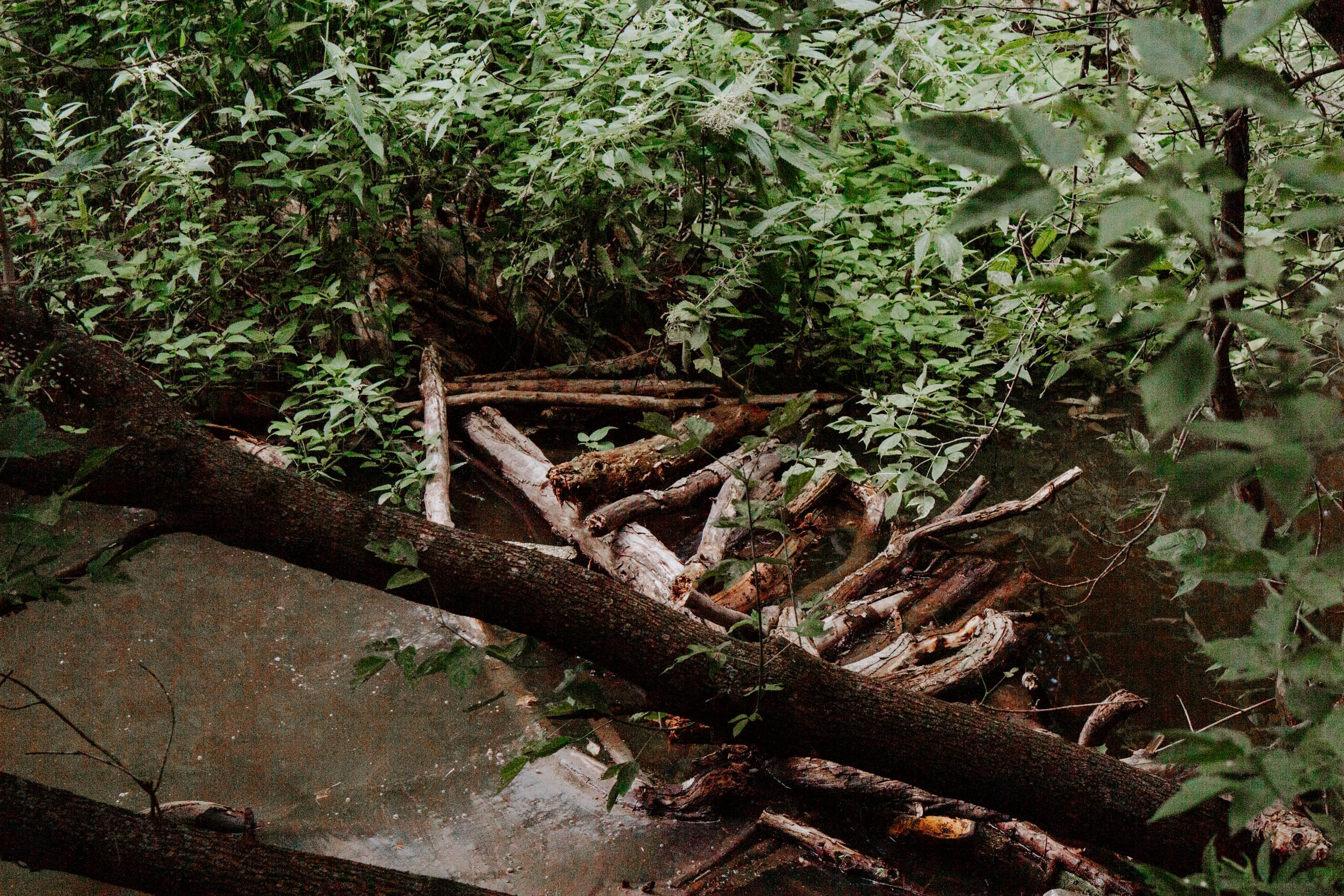 Ромашки веснушки мы лучшие подружки