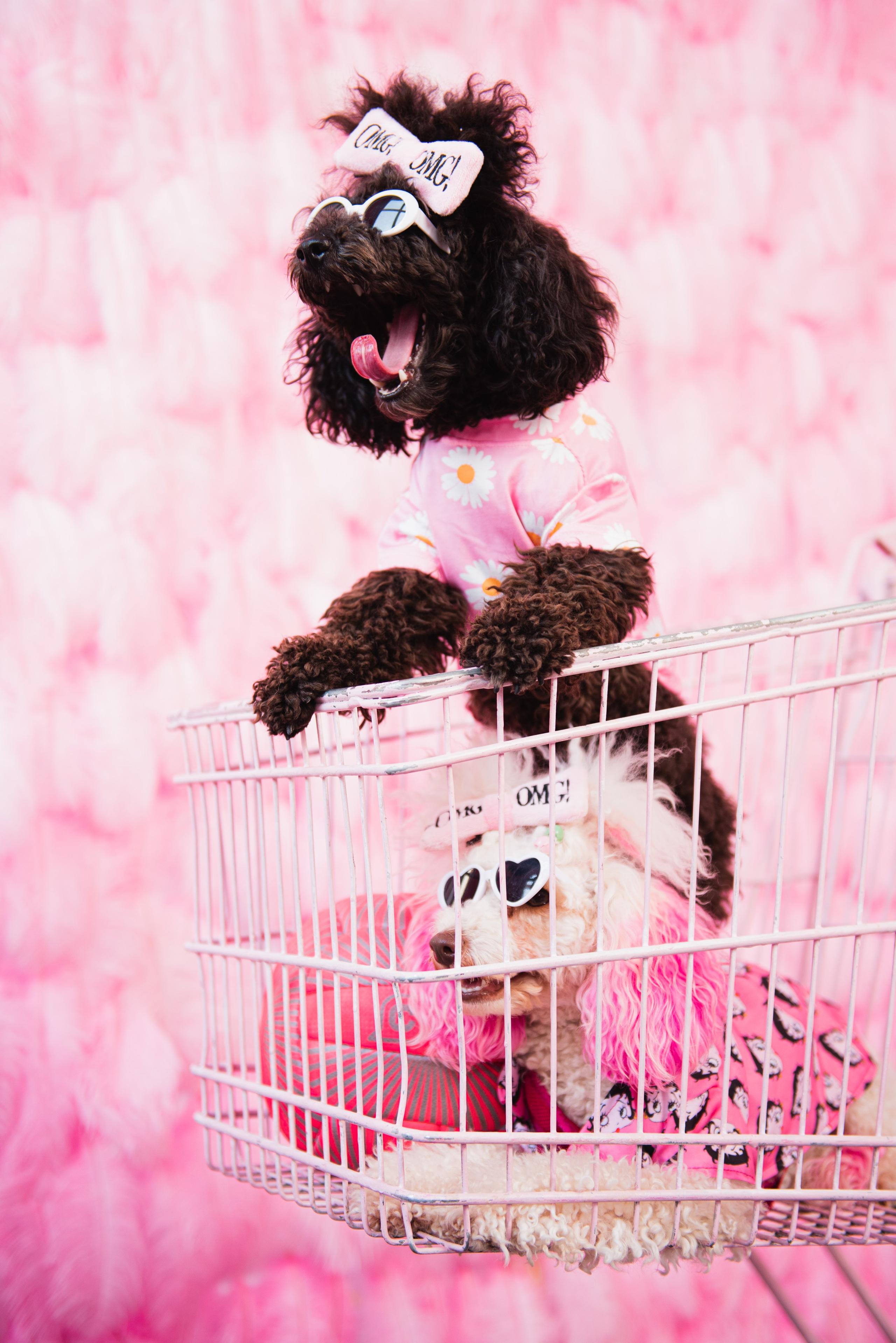 Pets. Фотограф в Москве Daria Lens