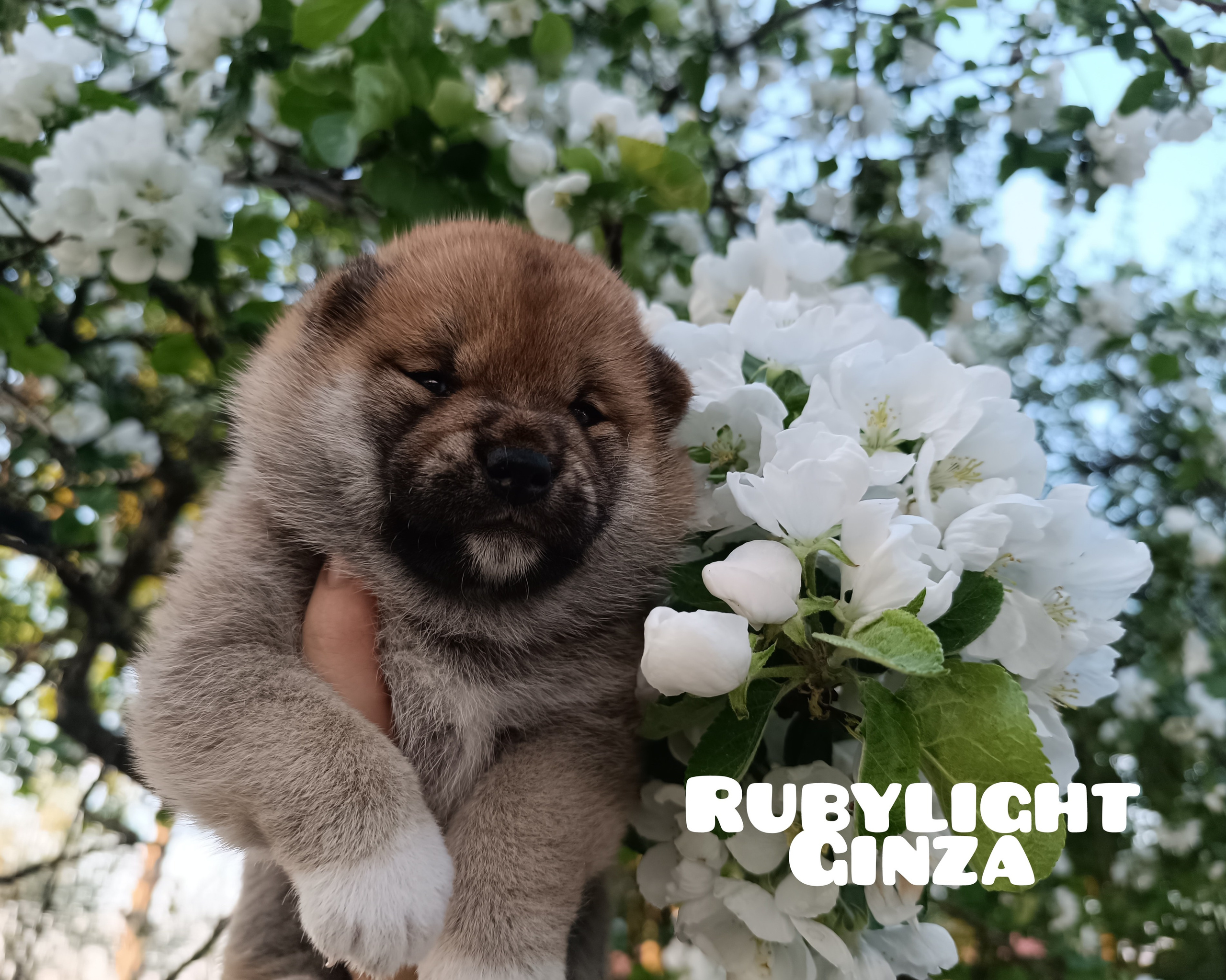 сиба питомник Рубилайт щенки на продажу rubylight  сиба щенки купить СПб Санкт-Петербург 